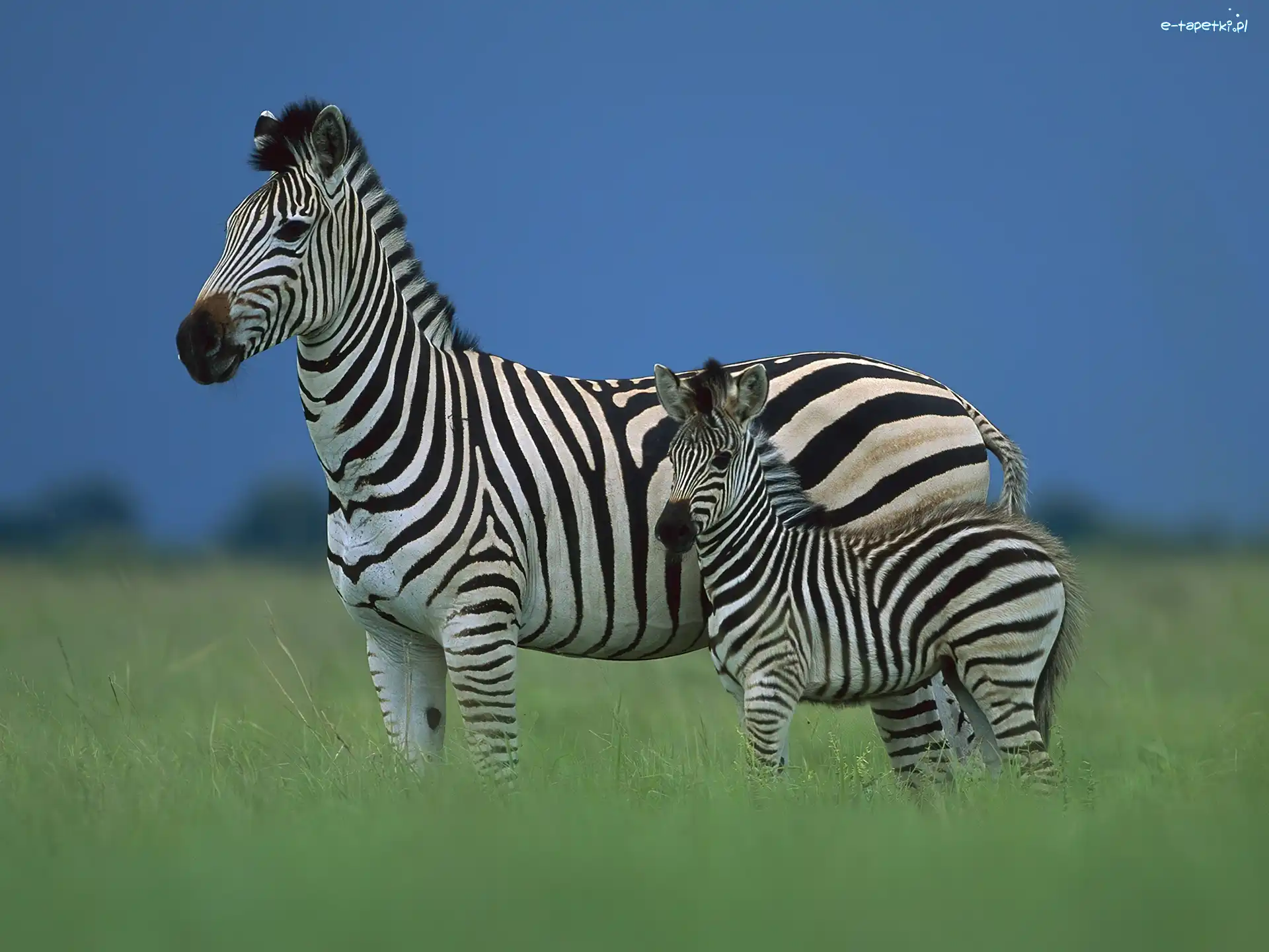 Małe, Paski, Trawa, Zebra