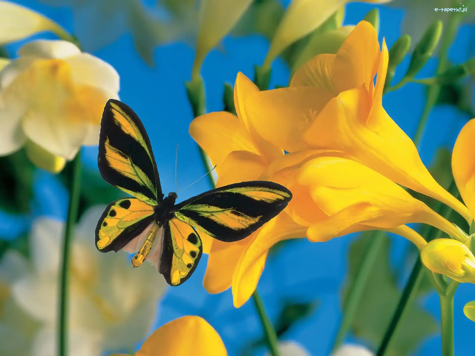 Motyl, Frezja, Kwiat, Żółty