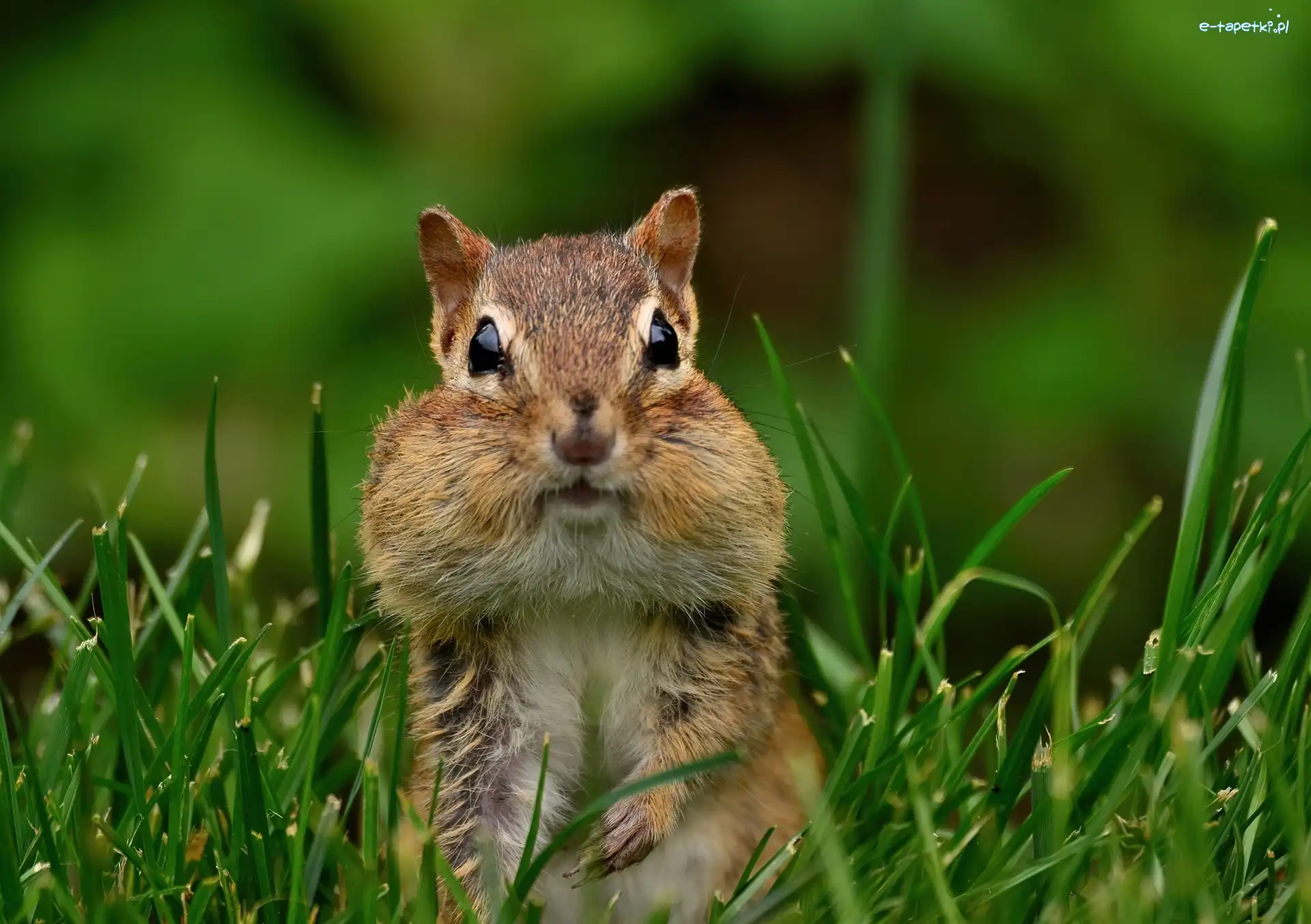 Trawa, Gryzoń, Chipmunk