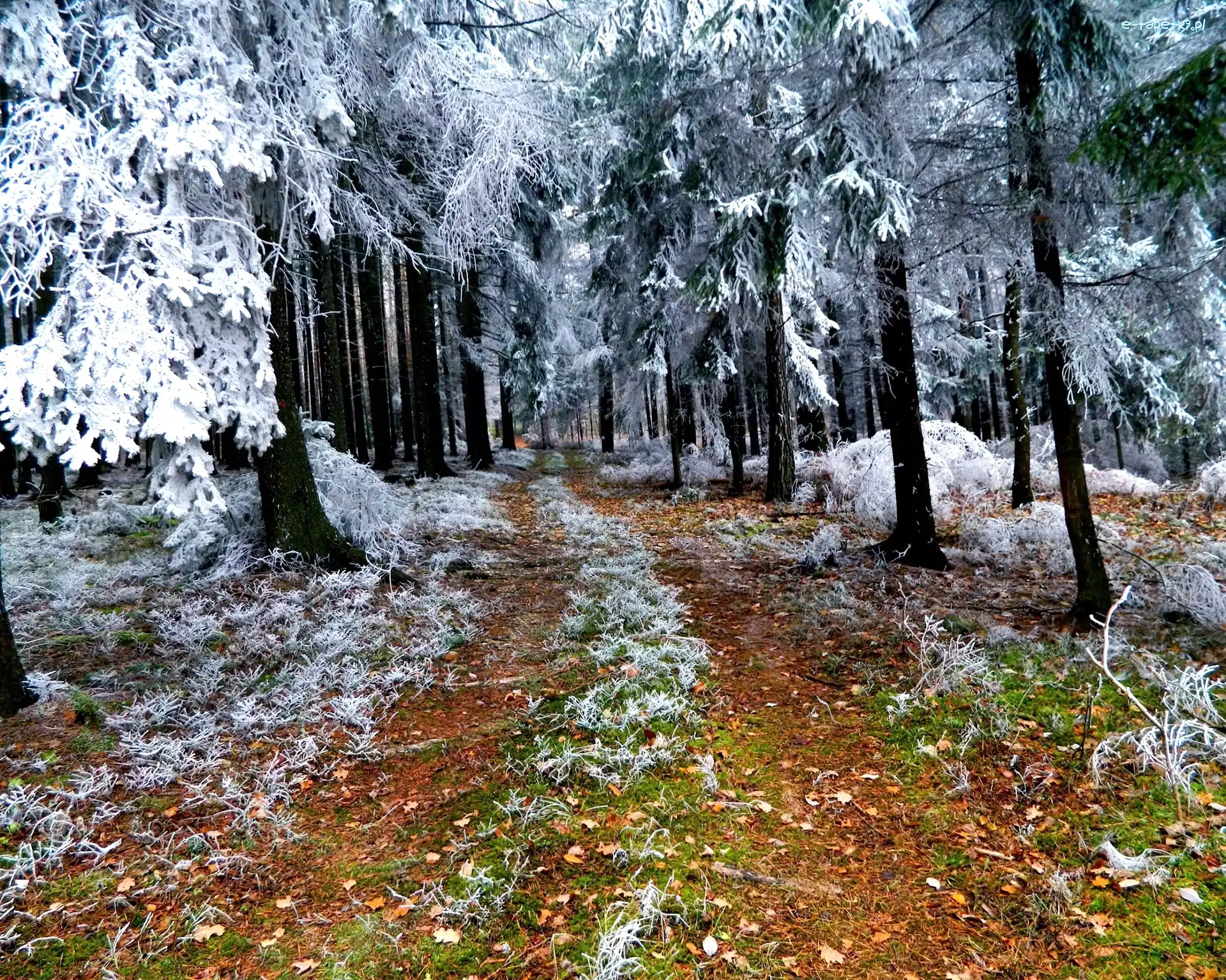 Jesień, Pierwszy, Las, Zimy, Zwiastun