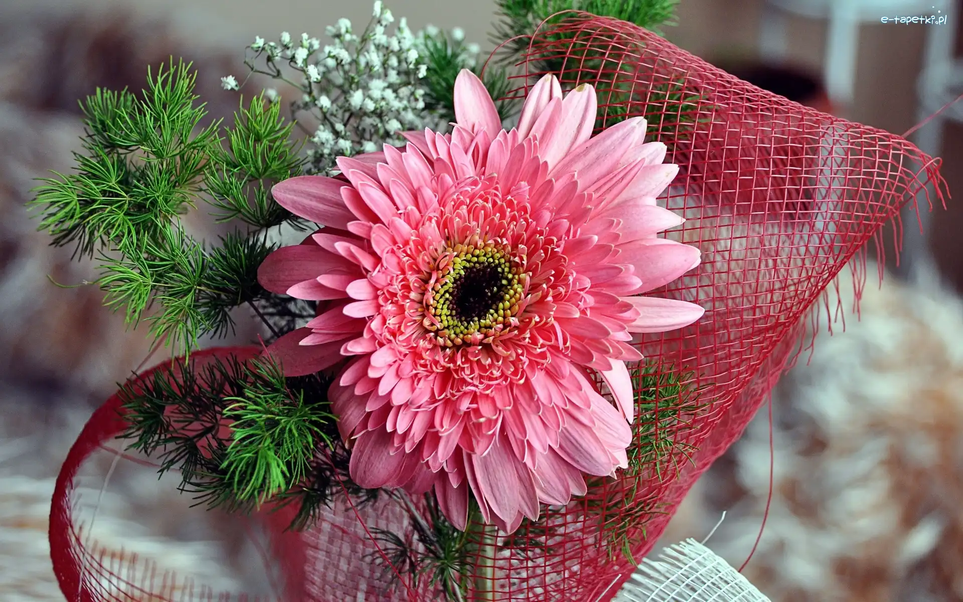 Dekoracja, Gerbera, Różowa