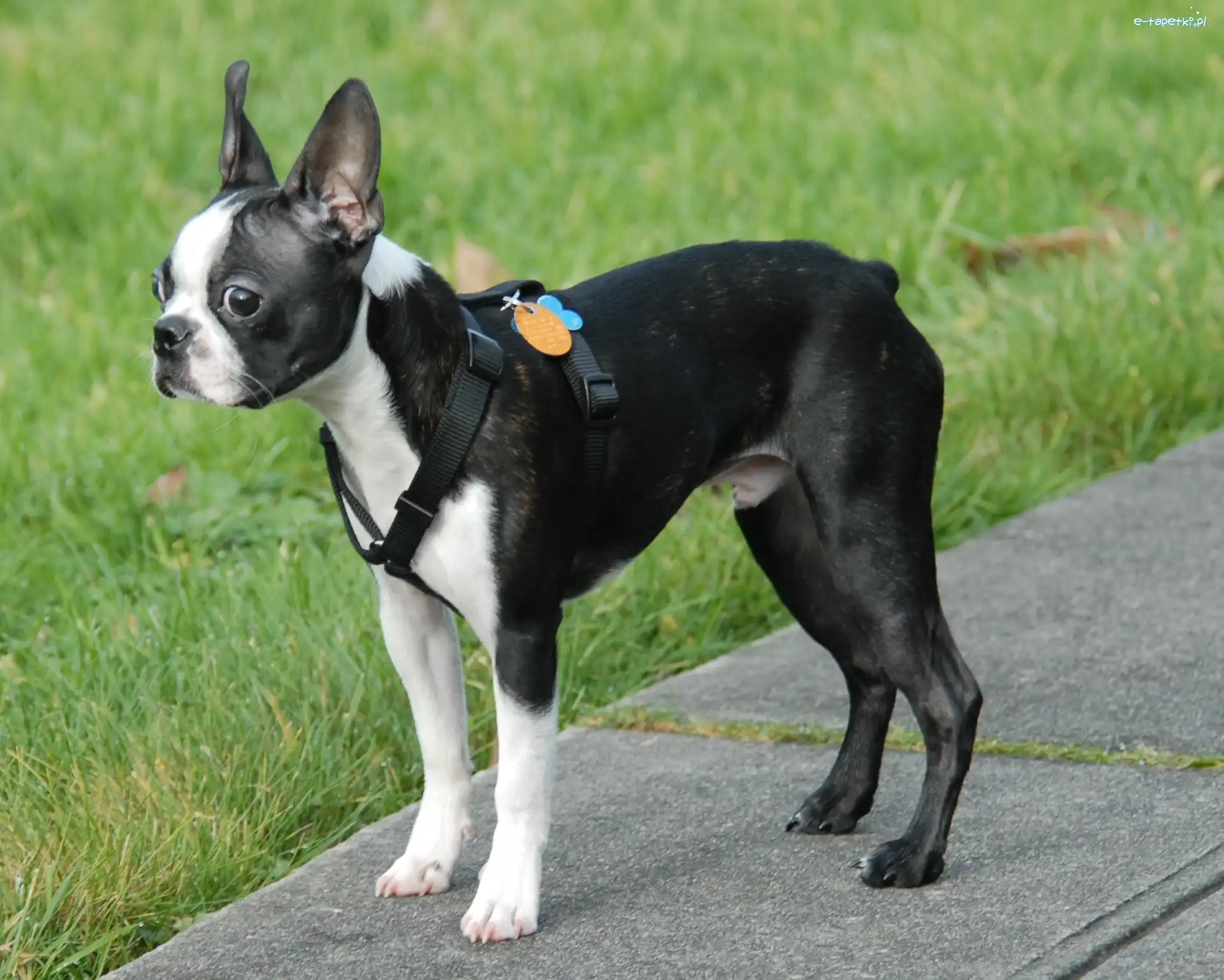 Trawa, Chodnik, Boston terrier