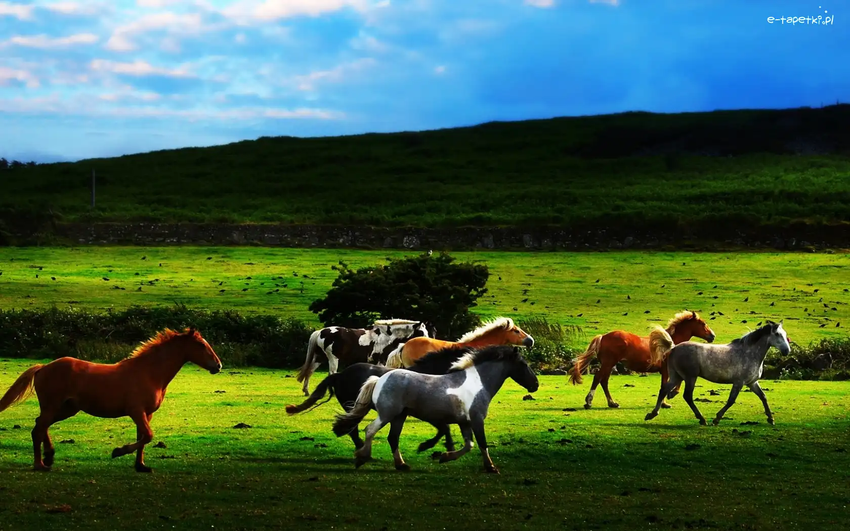 Galop, Wzgórze, Pastwisko, Konie