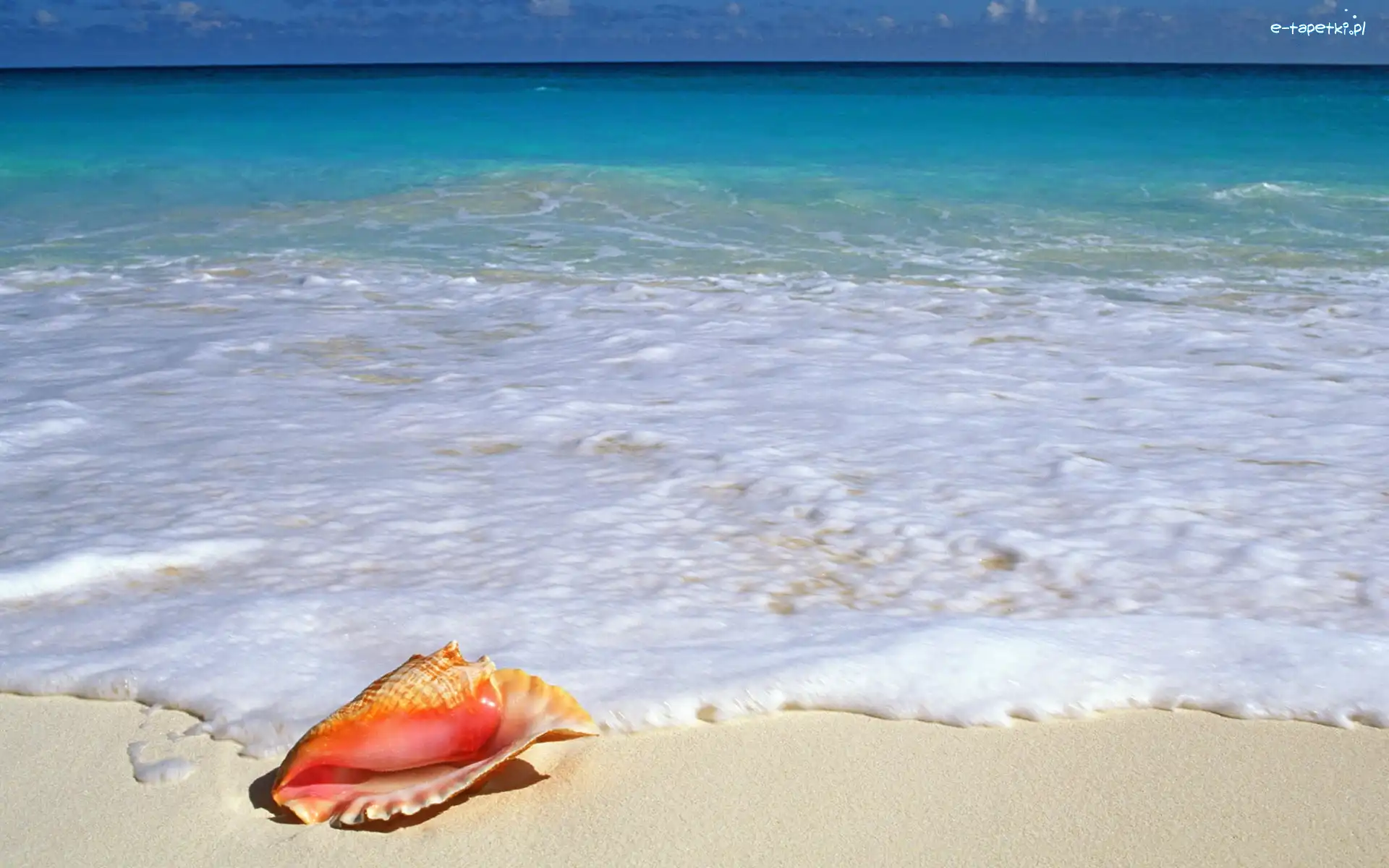 Muszla, Piana, Piasek, Ocean