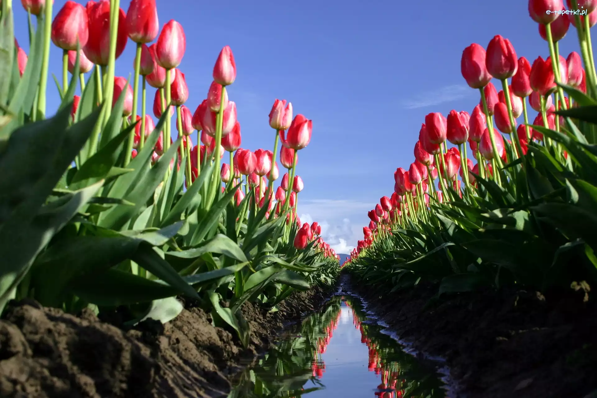 Pole, Rów, Błoto, Tulipany