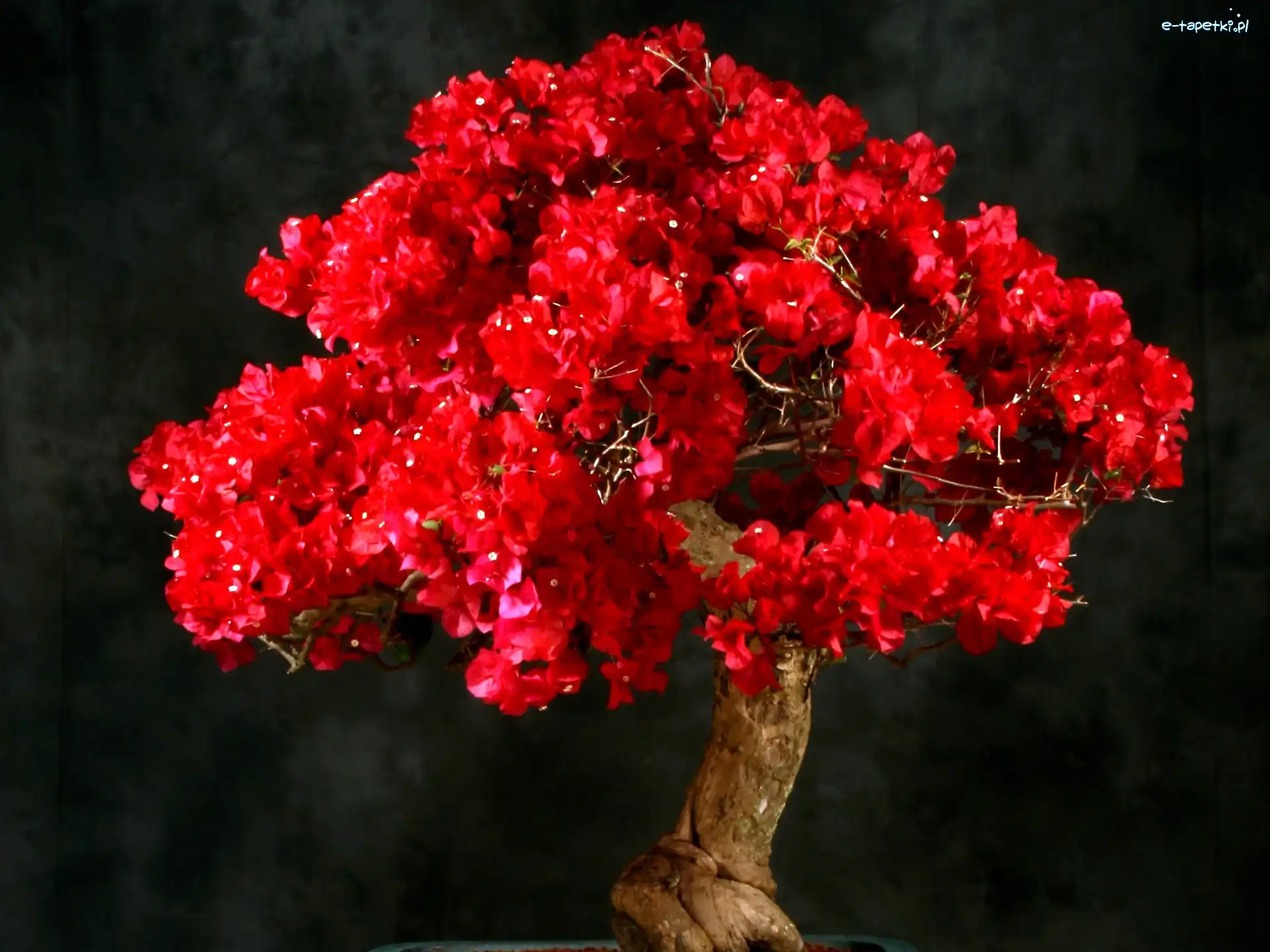 Bugenwilla, Bonsai, Drzewko, Czerwone