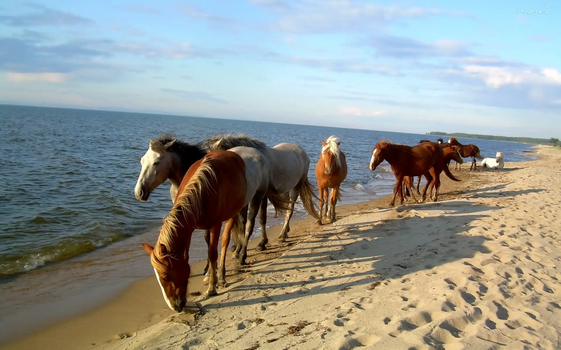 Plaża, Piasek, Morze, Konie