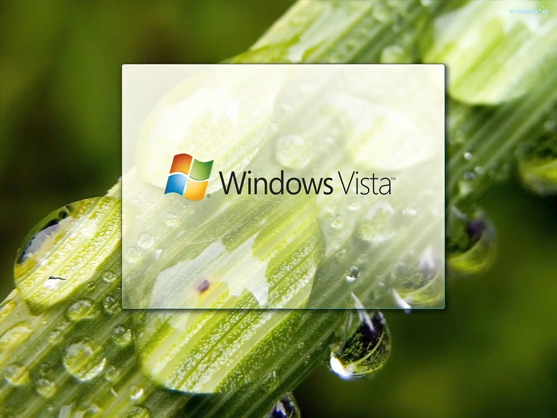 Windows, Łodyga, Vista, Wody, Krople