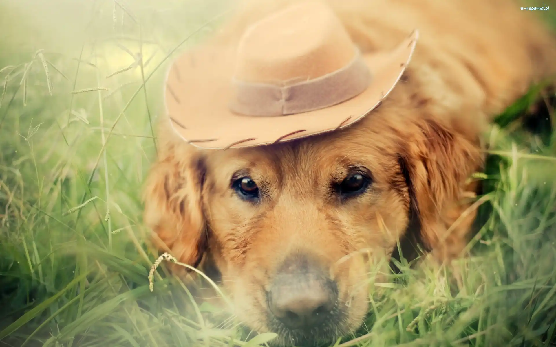 Golden retriever, Trawa, Kapelusz, Pies