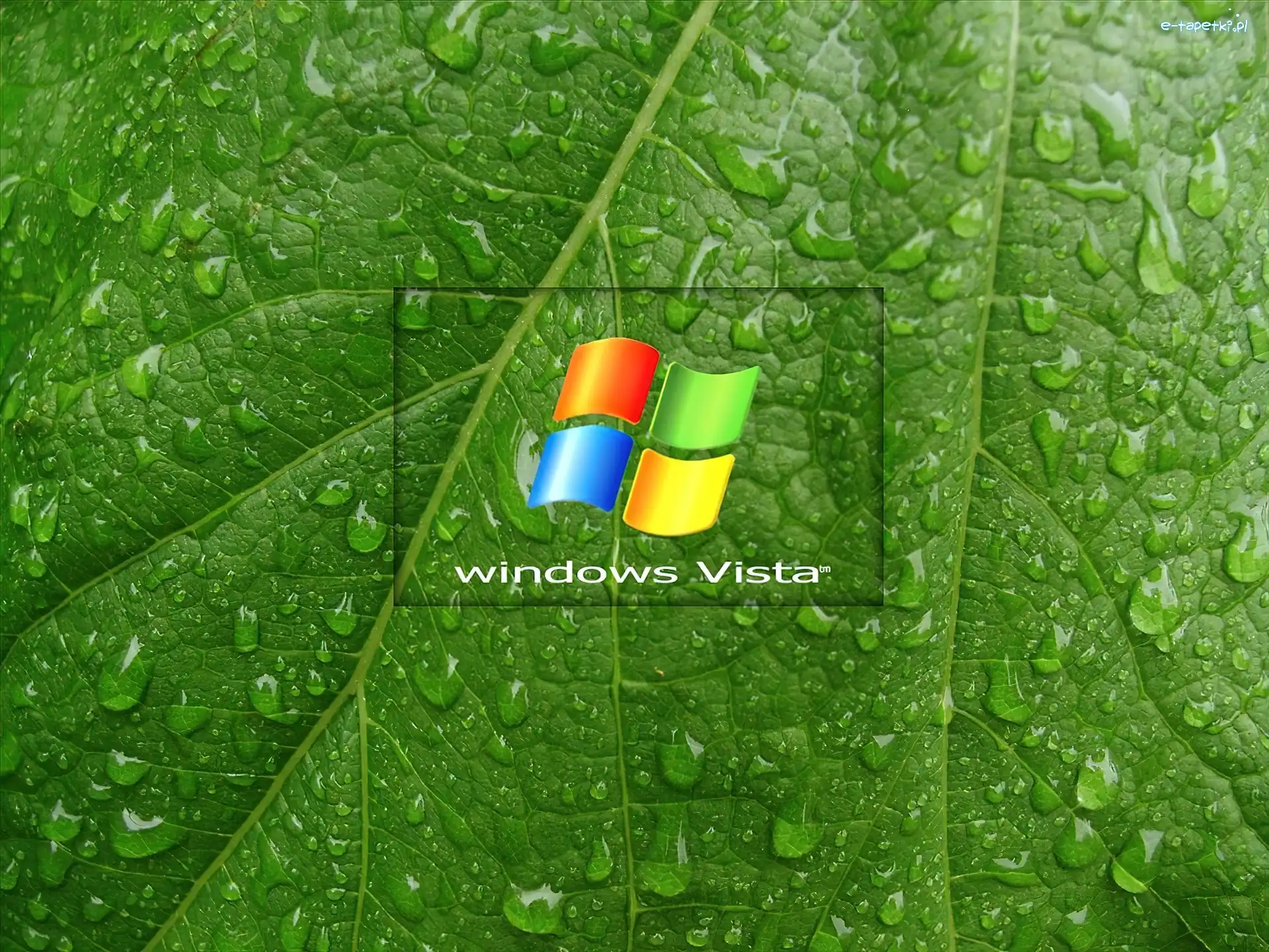 Windows, Liść, Vista, Wody, Krople