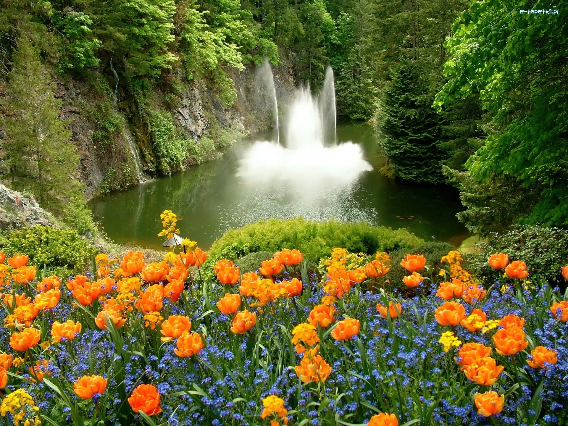 Niezapominajki, Tulipany, Wodospad