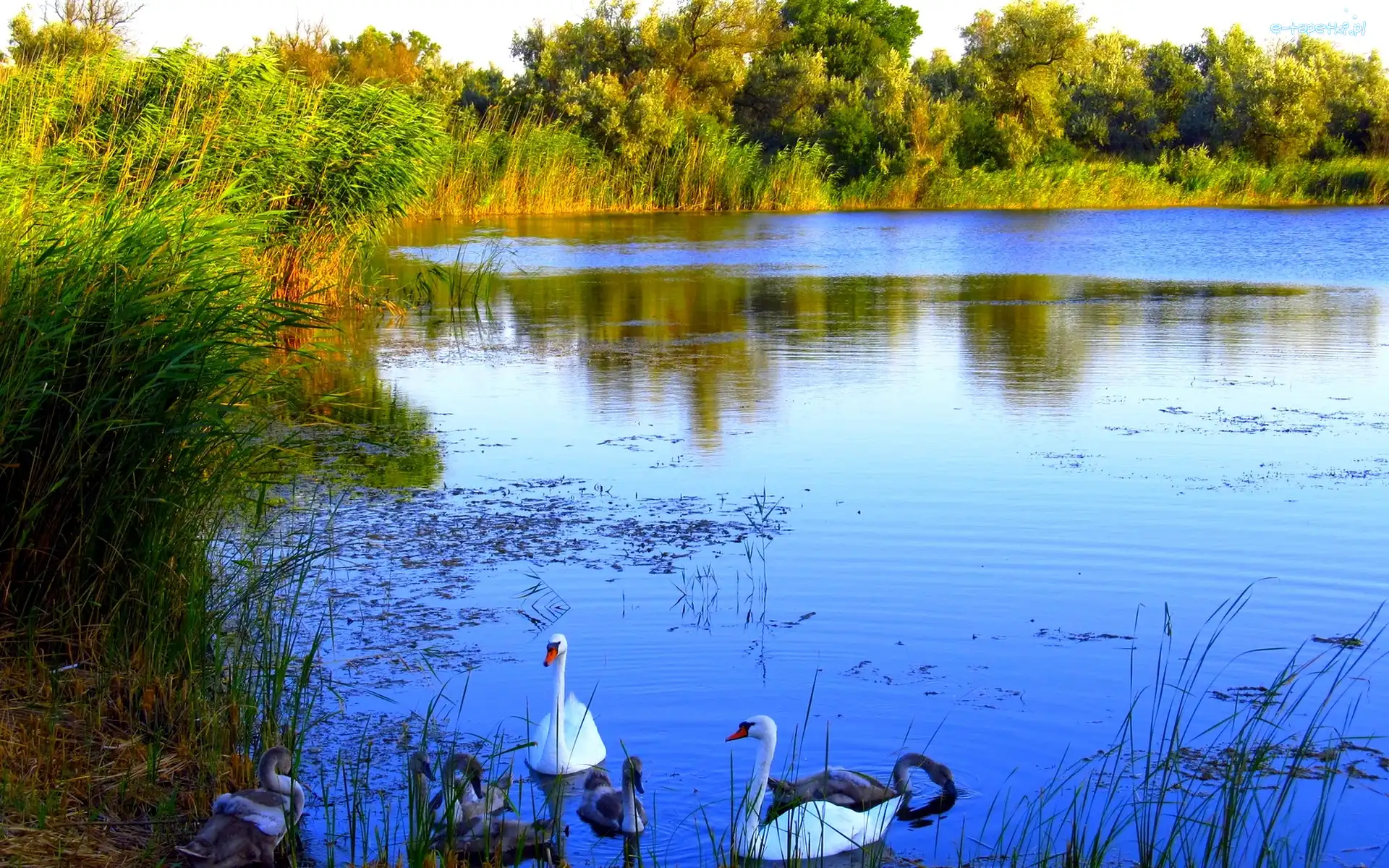 Drzewa, Łabędzie, Jezioro