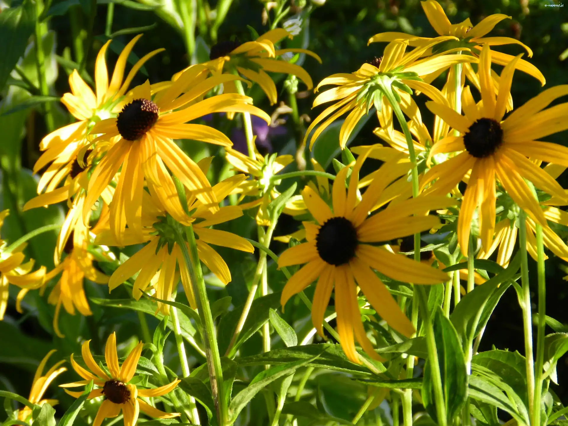Brązowe, Żółte, Kwiaty, Środki, Błyskotliwa, Rudbekia