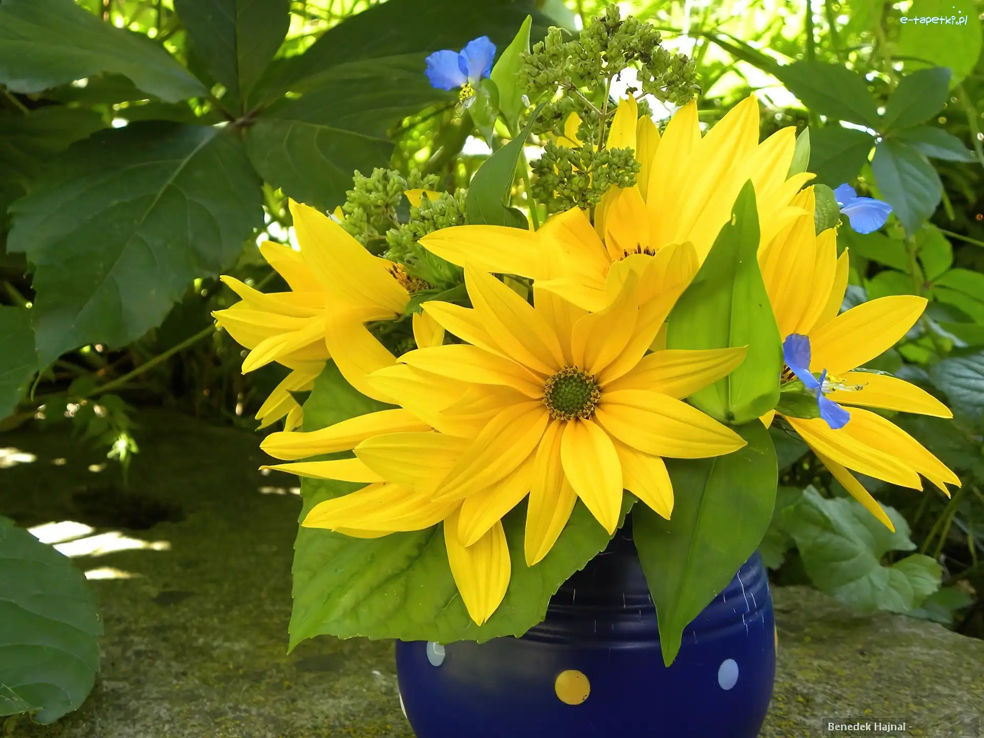 Kwiaty, Błyskotliwa, Rudbekia