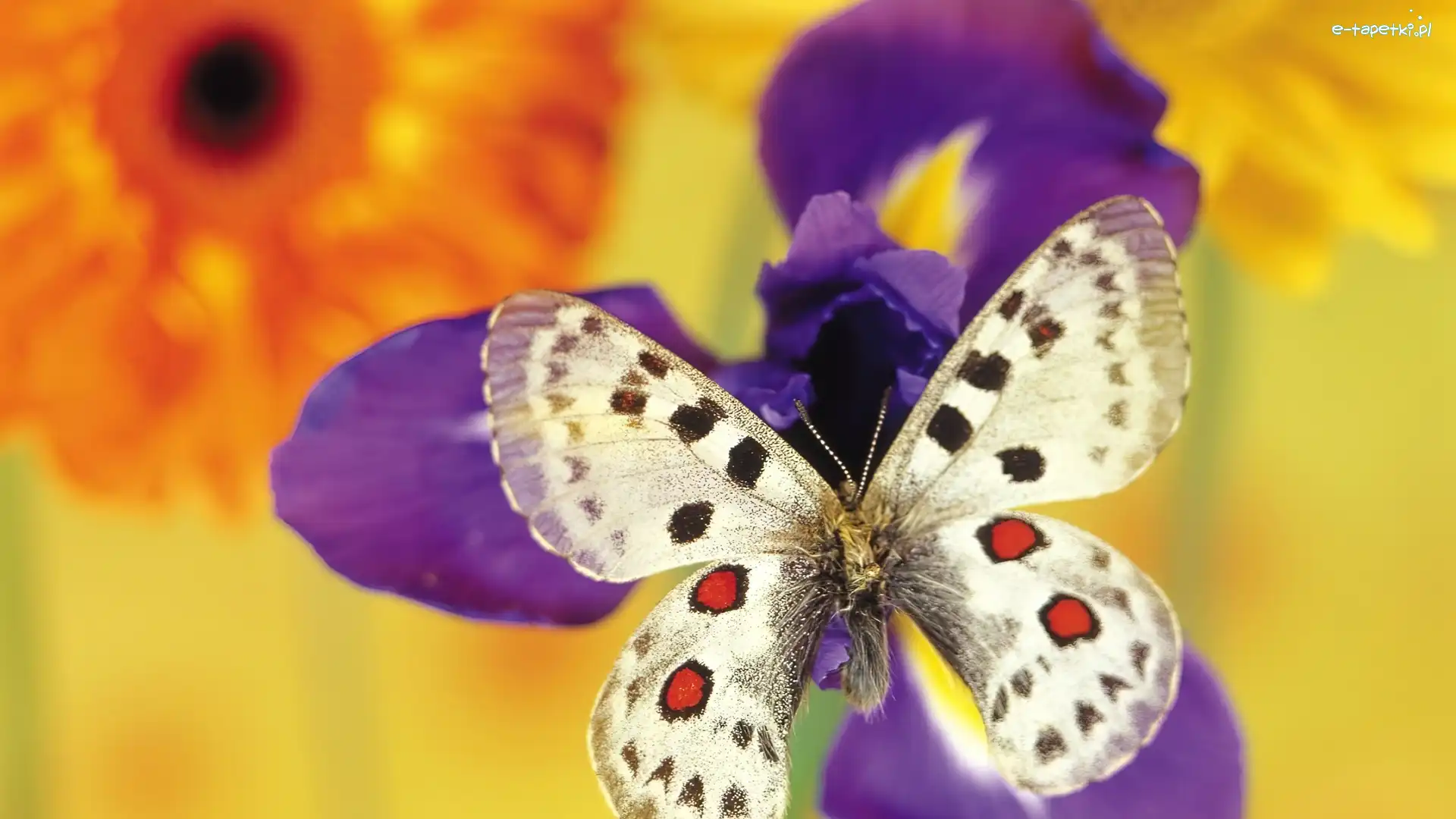 Motyl, Kwiaty