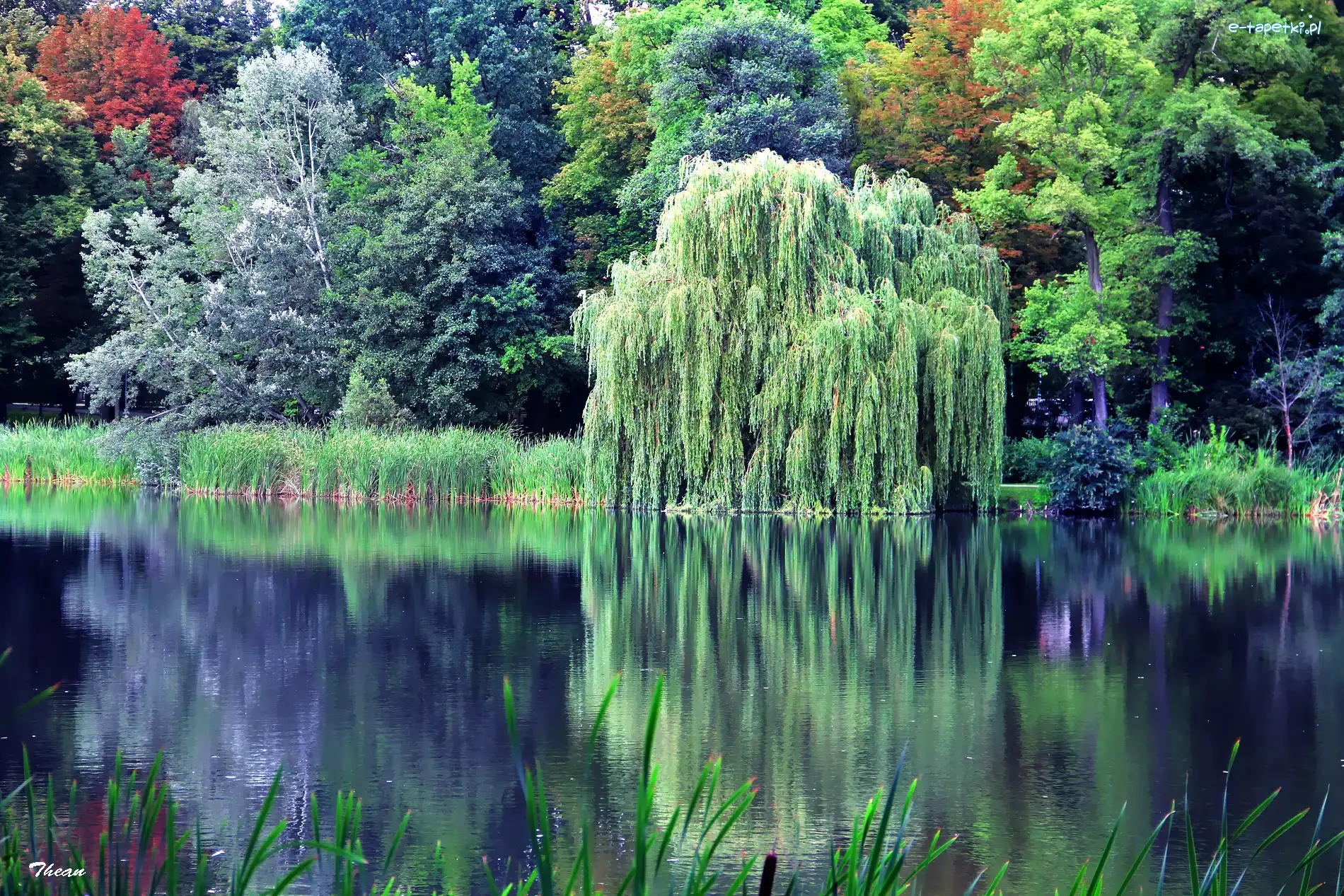 Drzewa, Odbicie, Wierzba, Jezioro