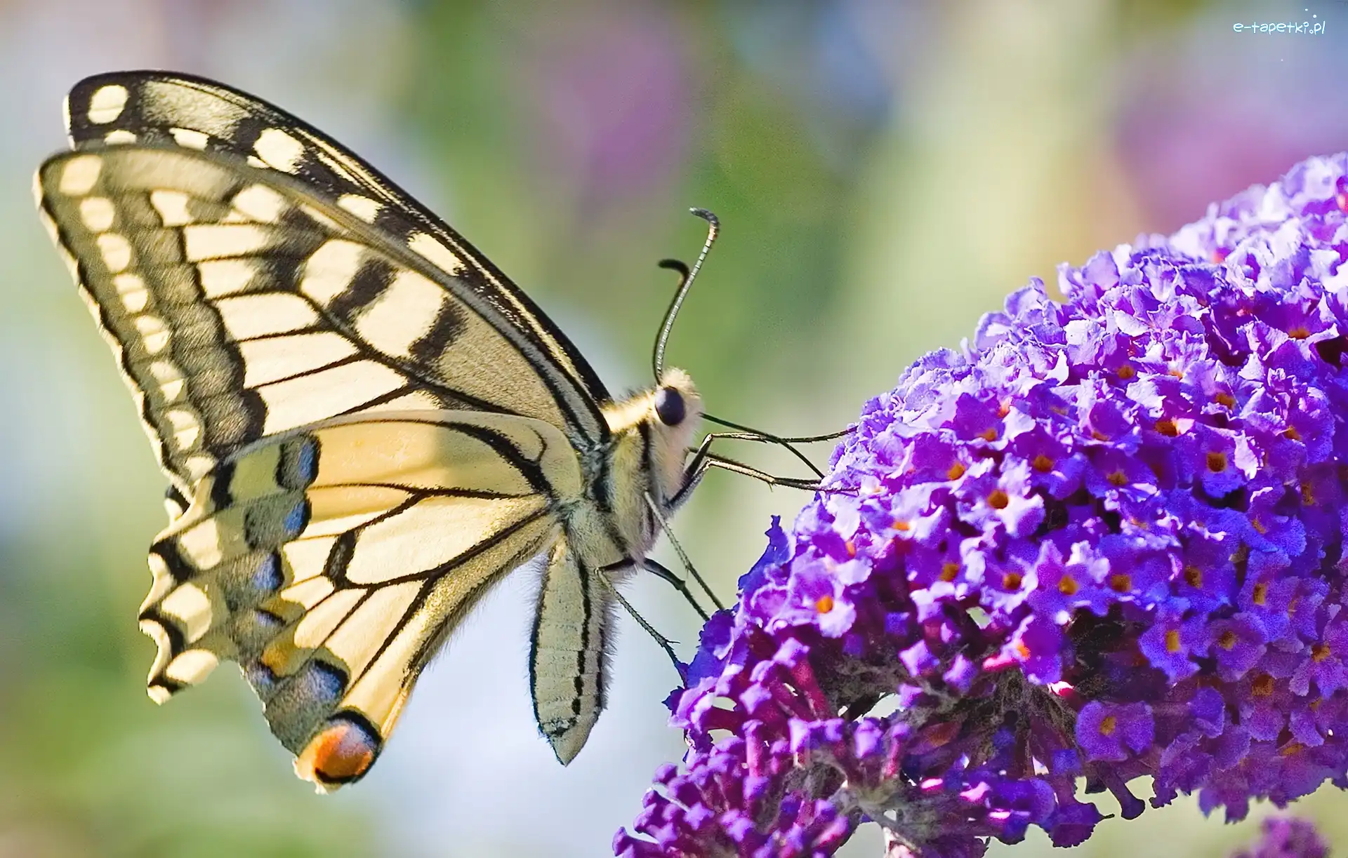 Kwiat, Fioletowy, Motyl