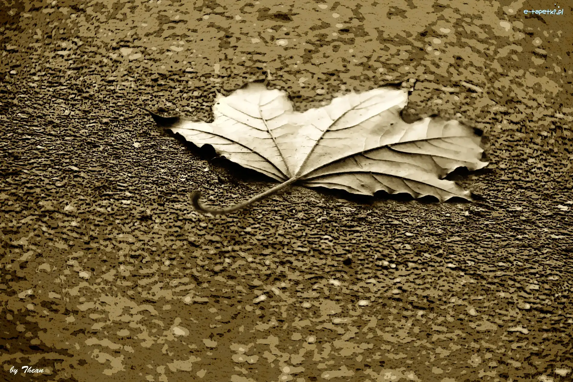 Sepia, Listek