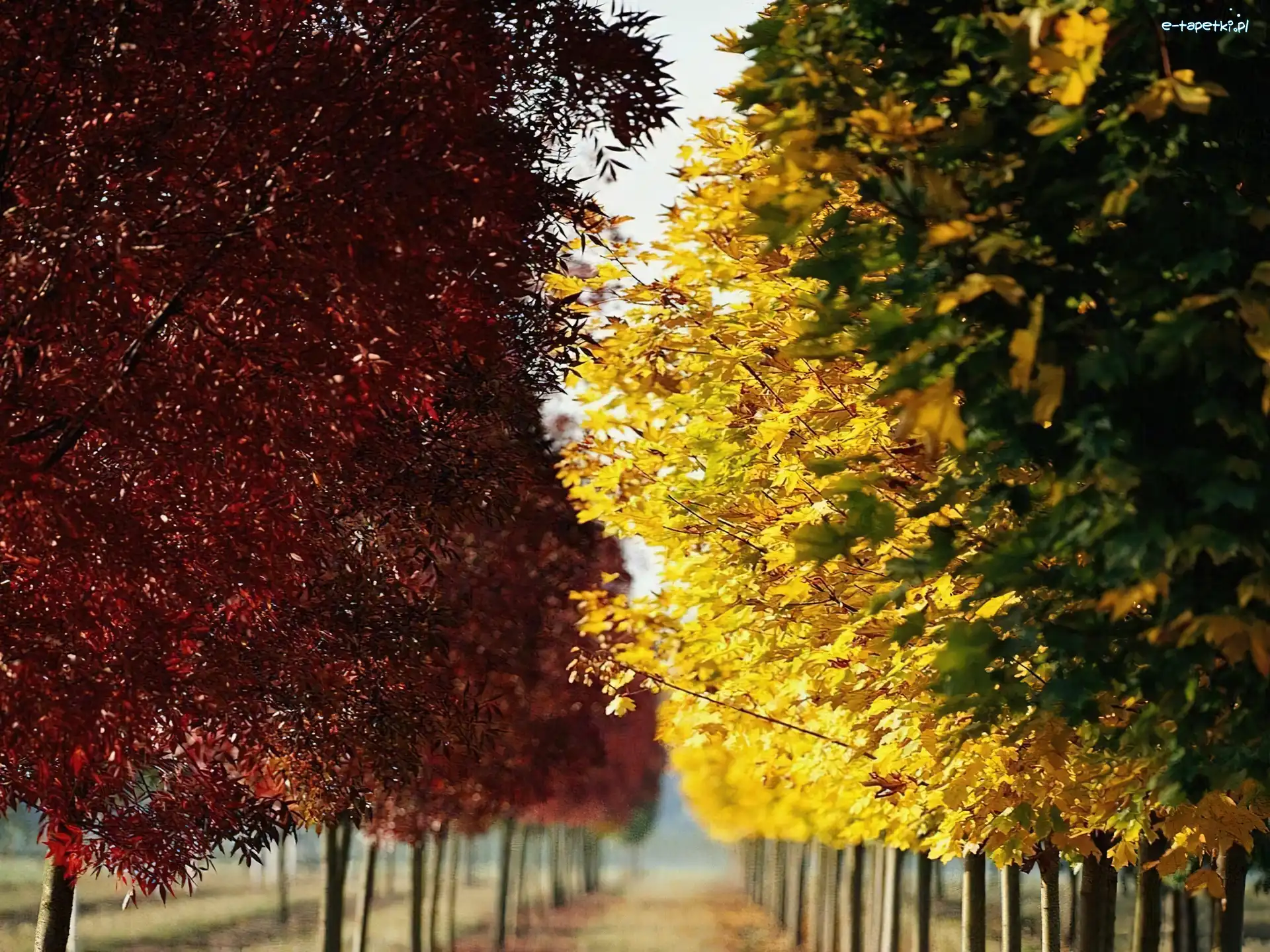 Jesień, Alejka, Park, Liście, Kolorowe