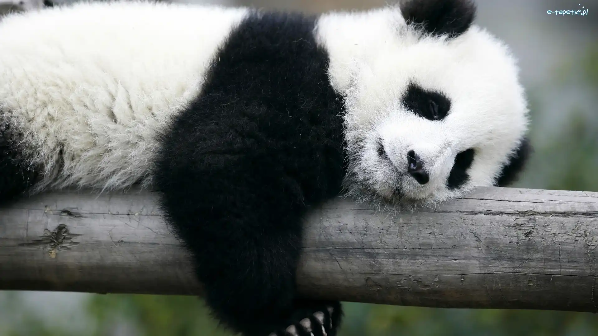 Panda, Miś, Śpiący