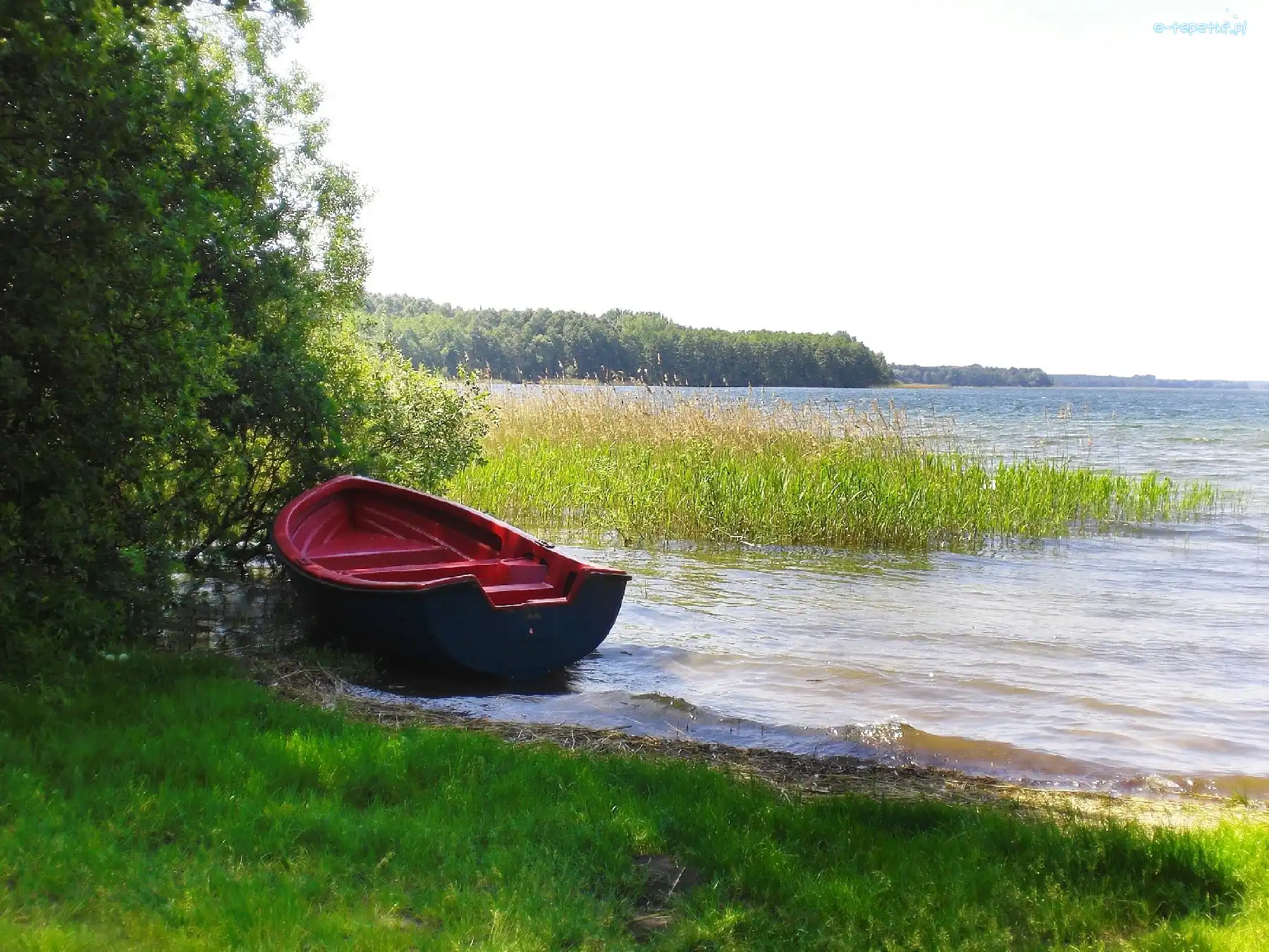 Łódka, Brzeg, Szuwary, Jezioro