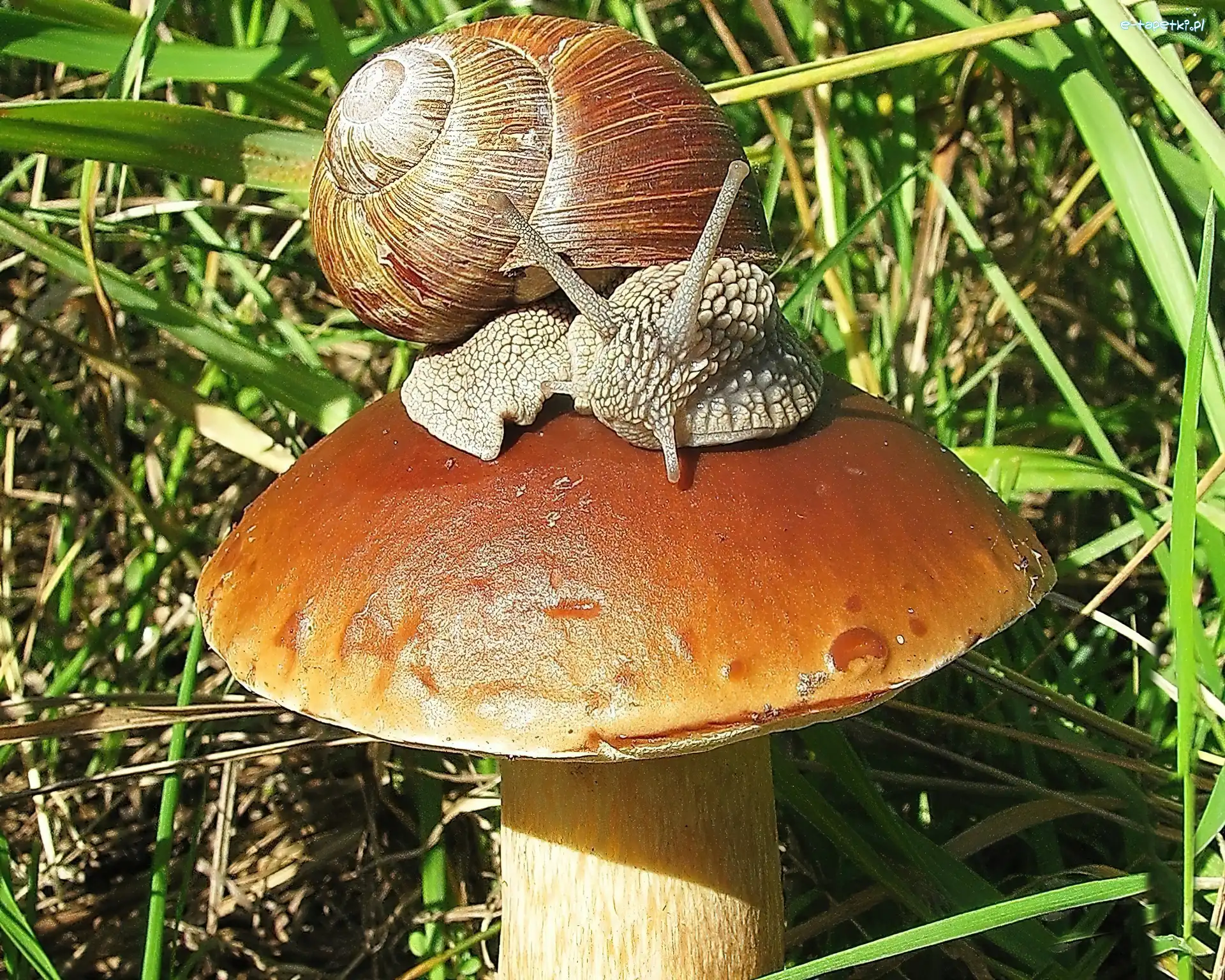 Ślimak, Grzyb, Dorodny