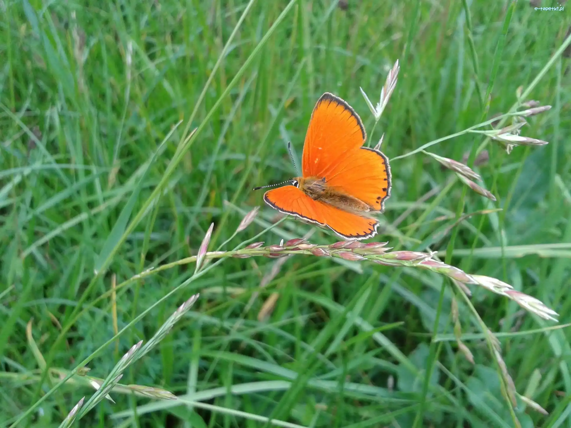 Trawa, Motyl