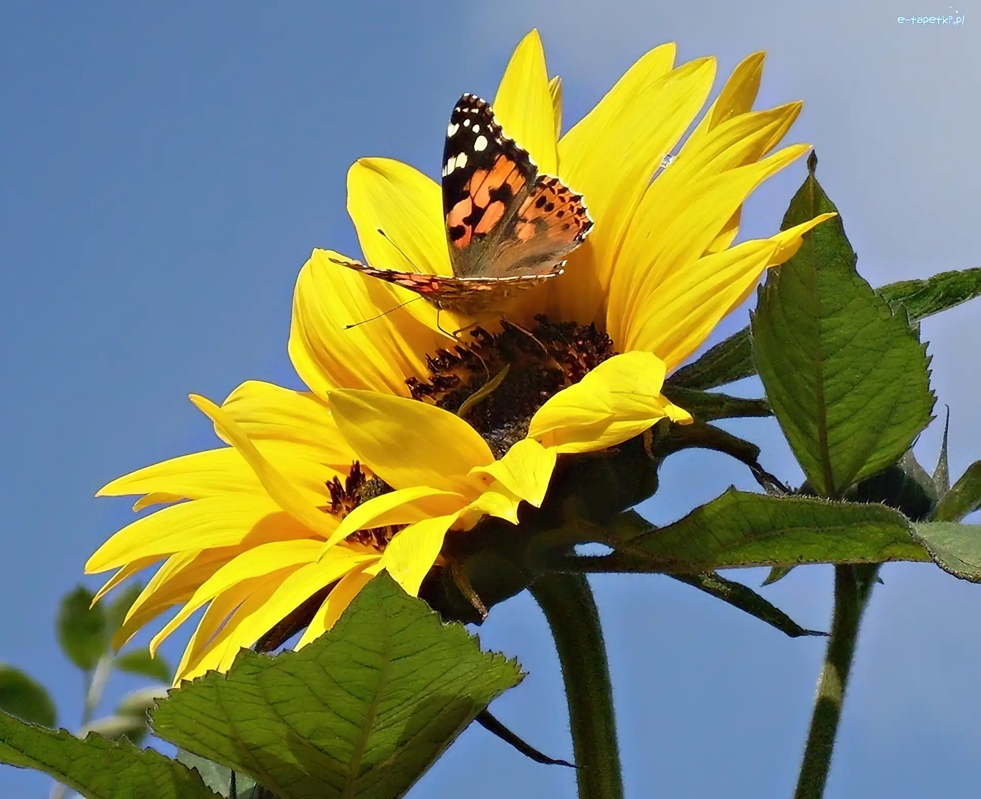 Motyl, Kolorowy, Słonecznik