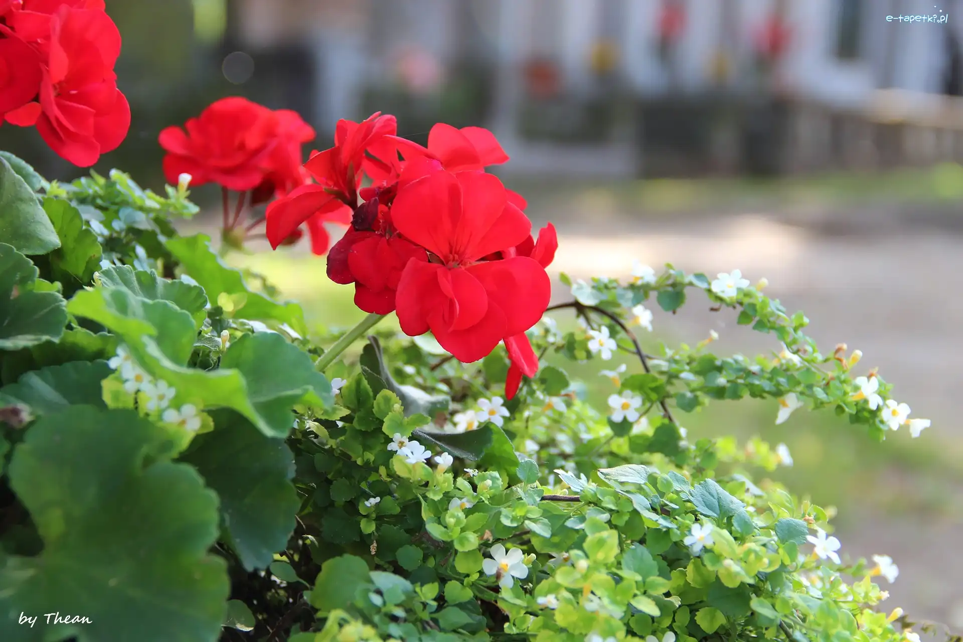 Pelargonie, Kwiatuszki, Białe, Czerwone