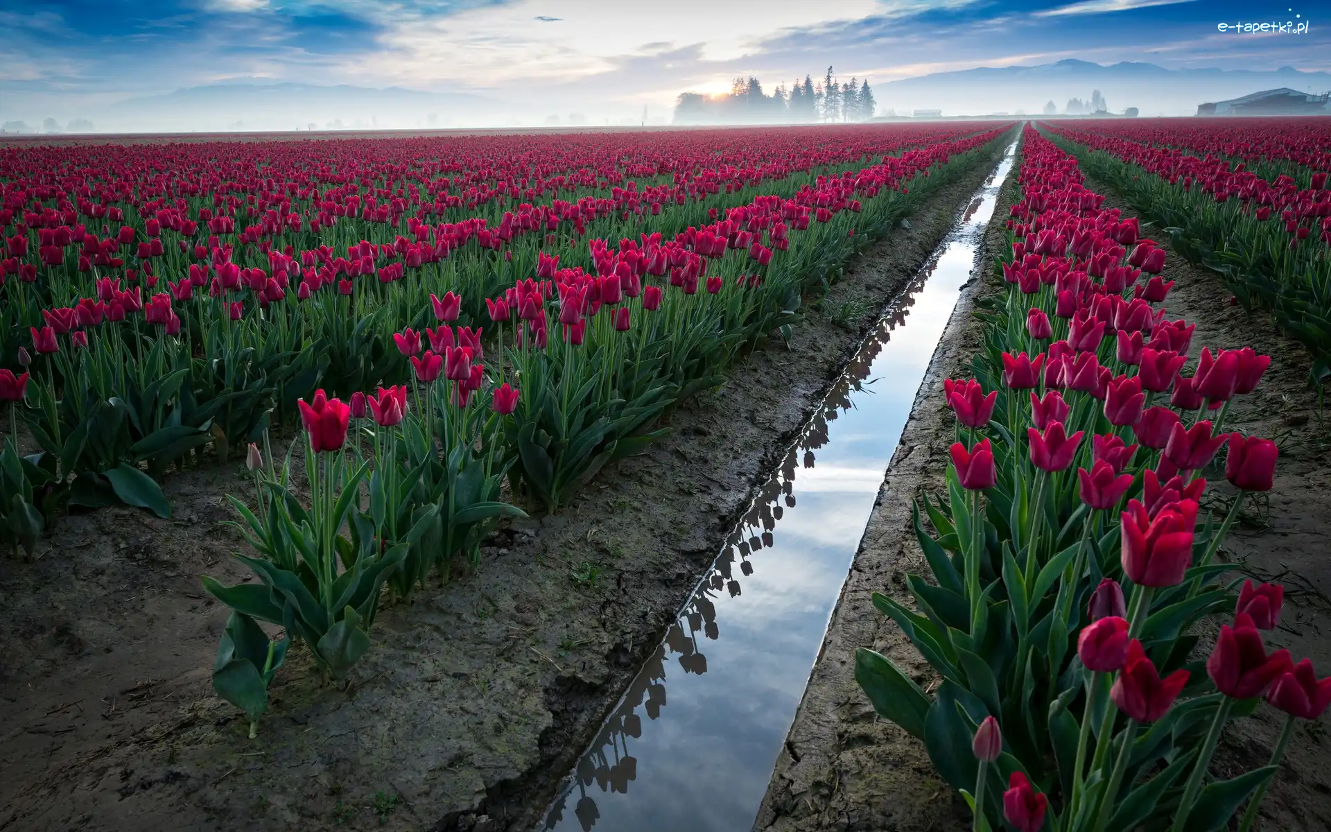 Tulipany, Uprawa, Pole, Czerwone