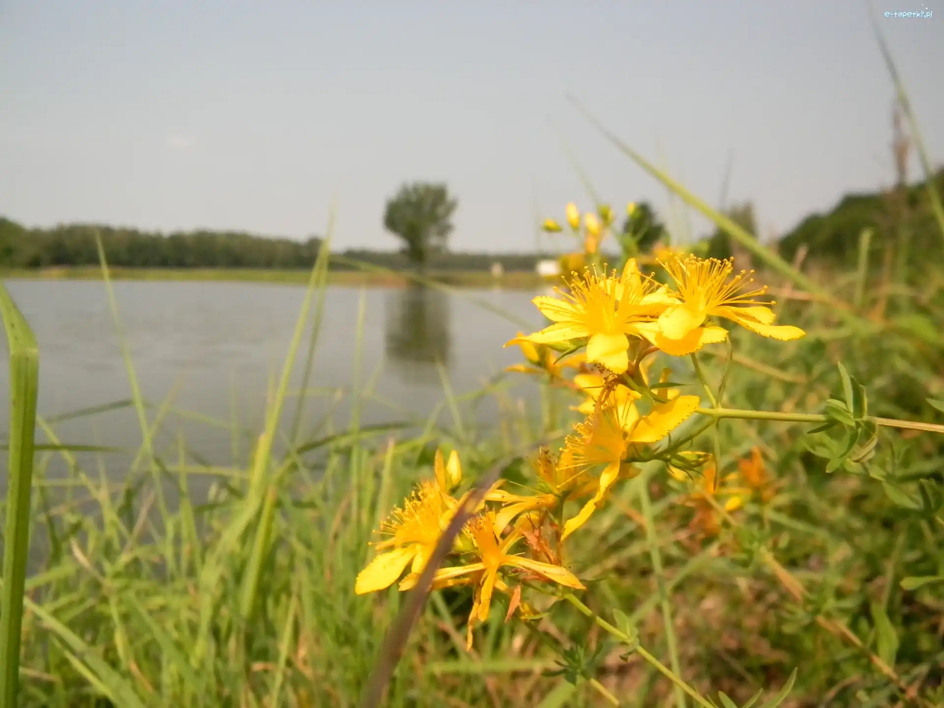Jezioro, Dziurawca, Kwiaty