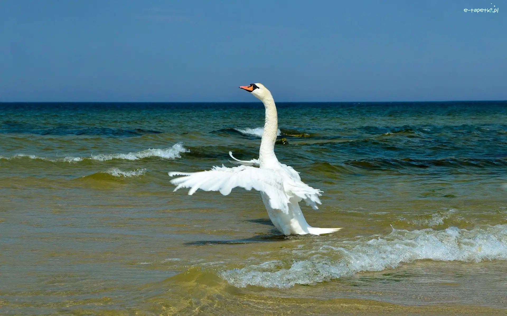 Łabędź, Plaża, Morze