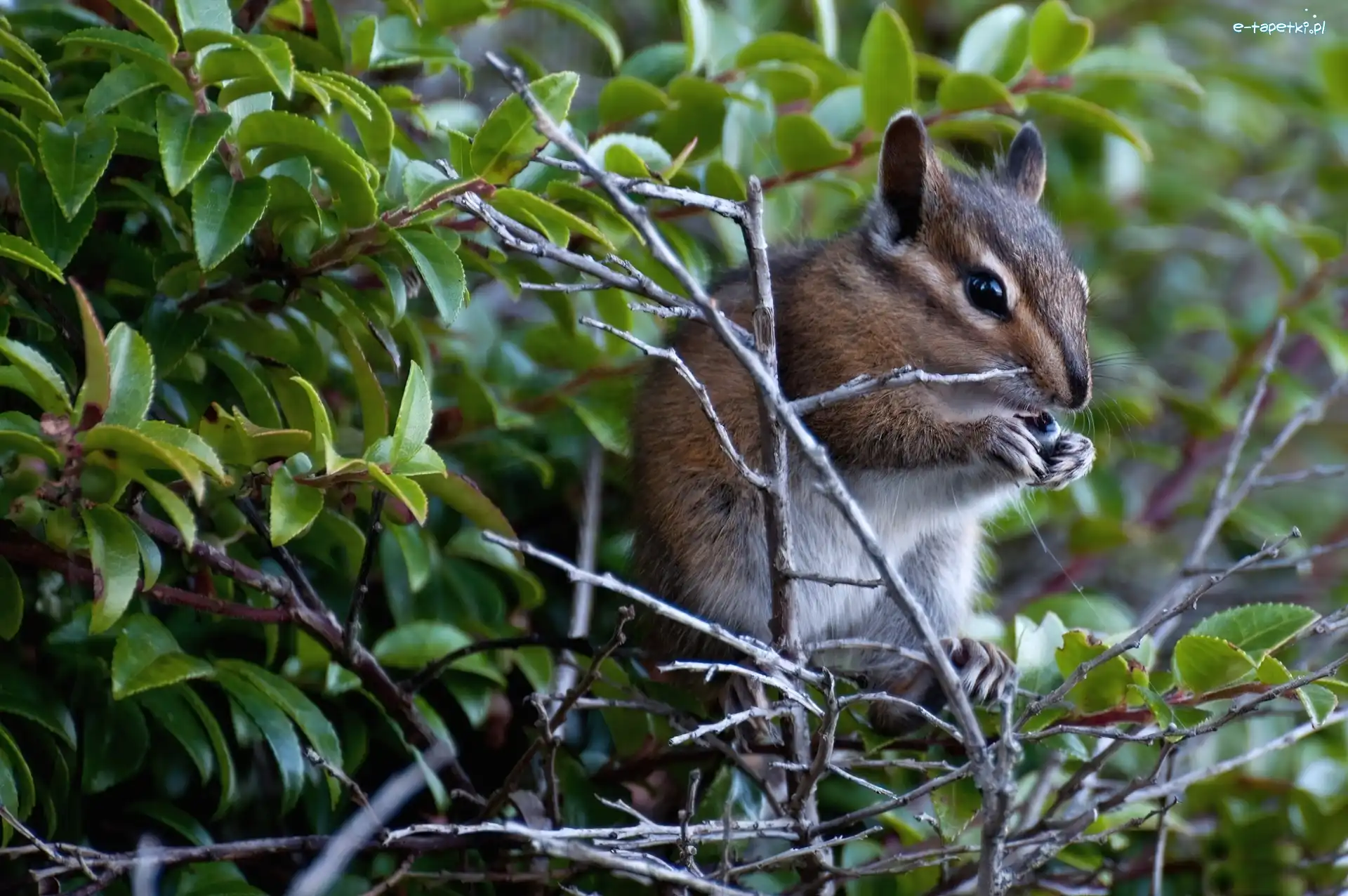 Chipmunk, Drzewa, Gałązki