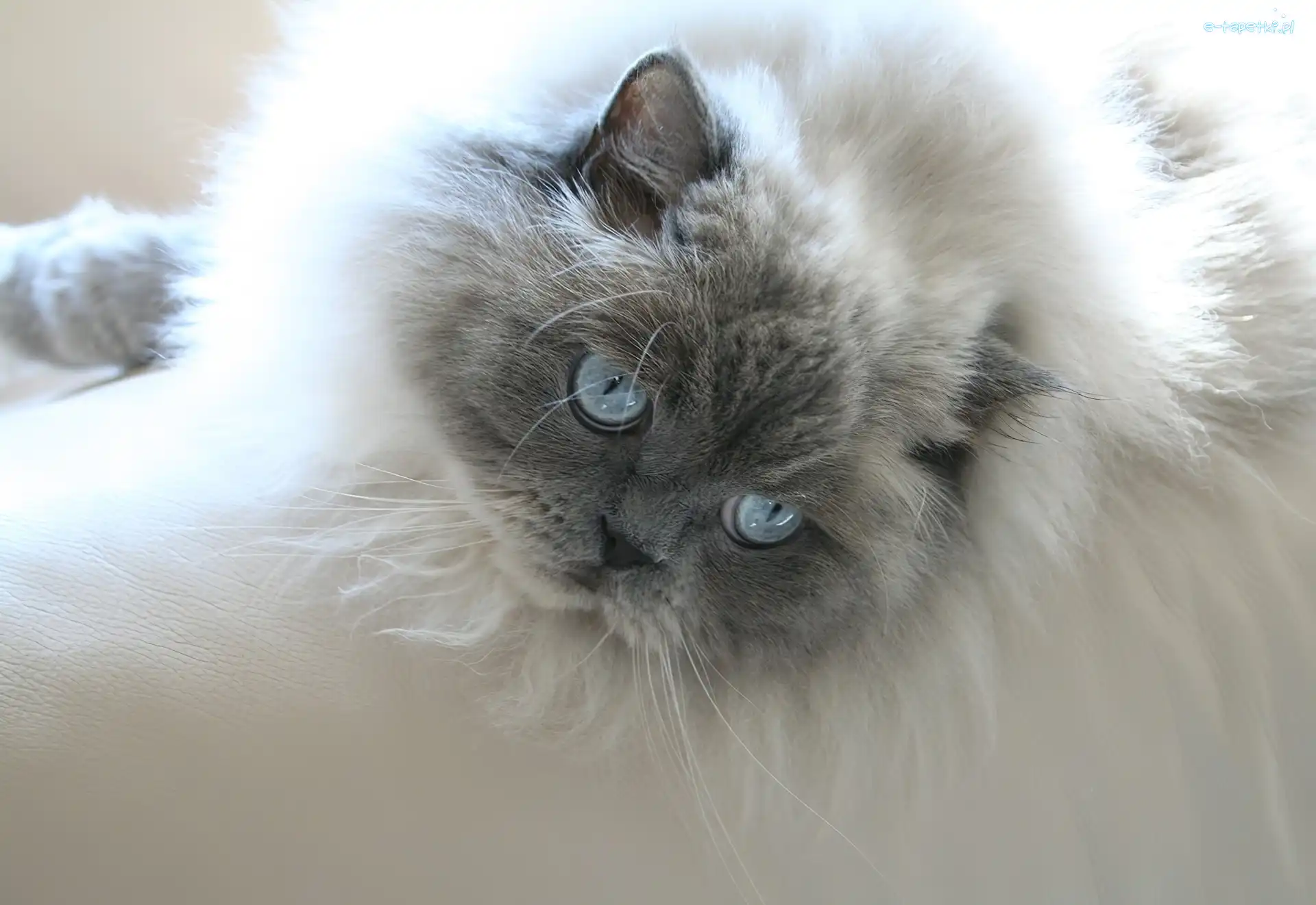 Himalayan, Głowa, Kotek