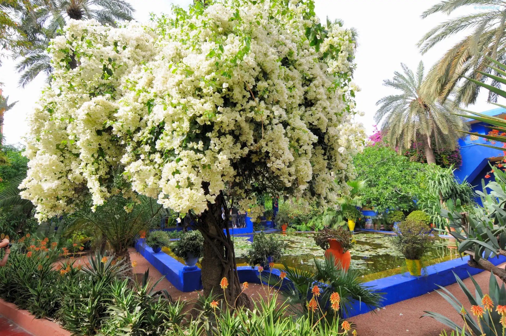 Marakesz, Majorelle, Ogród