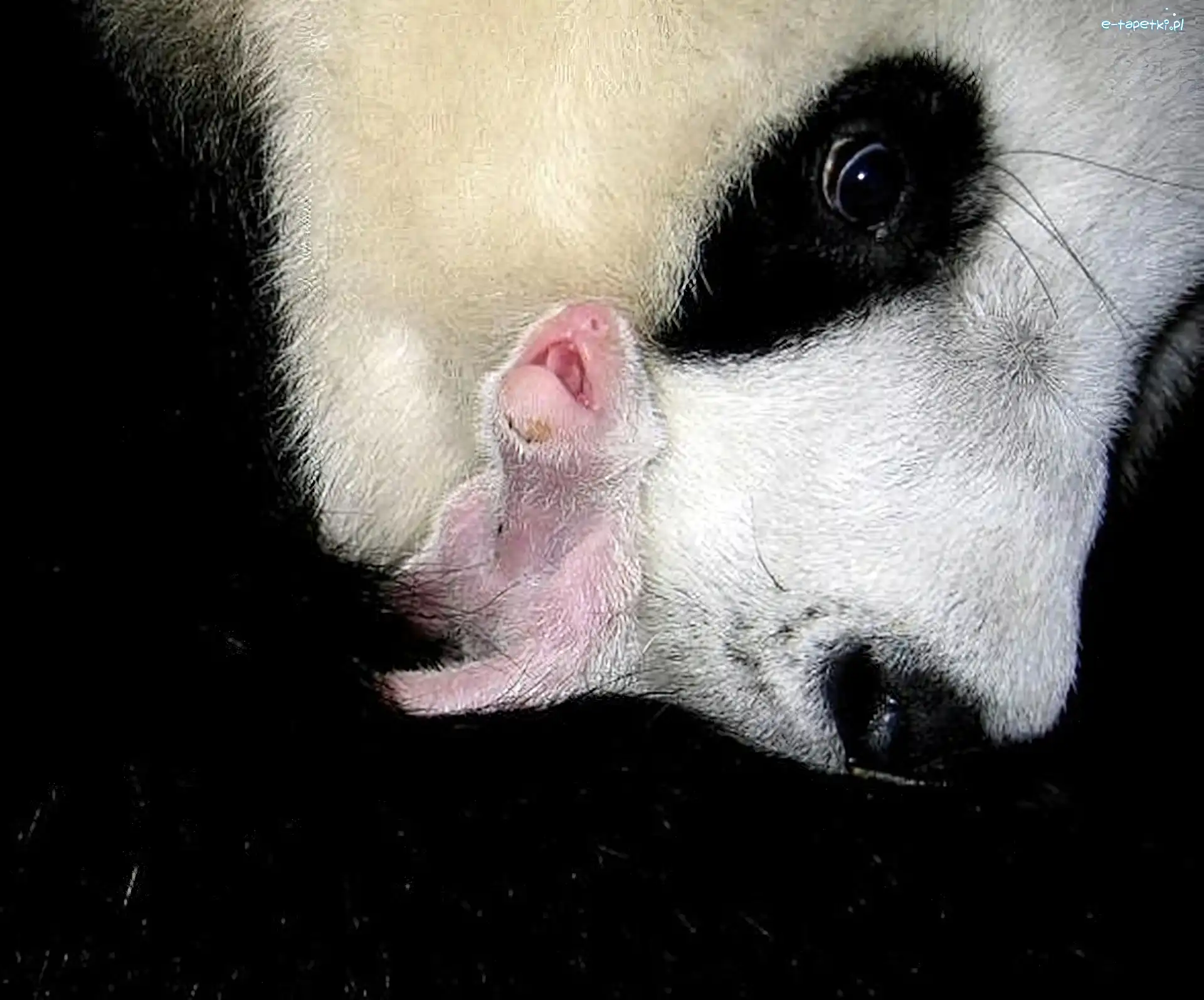 Malutka, Głowa, Panda
