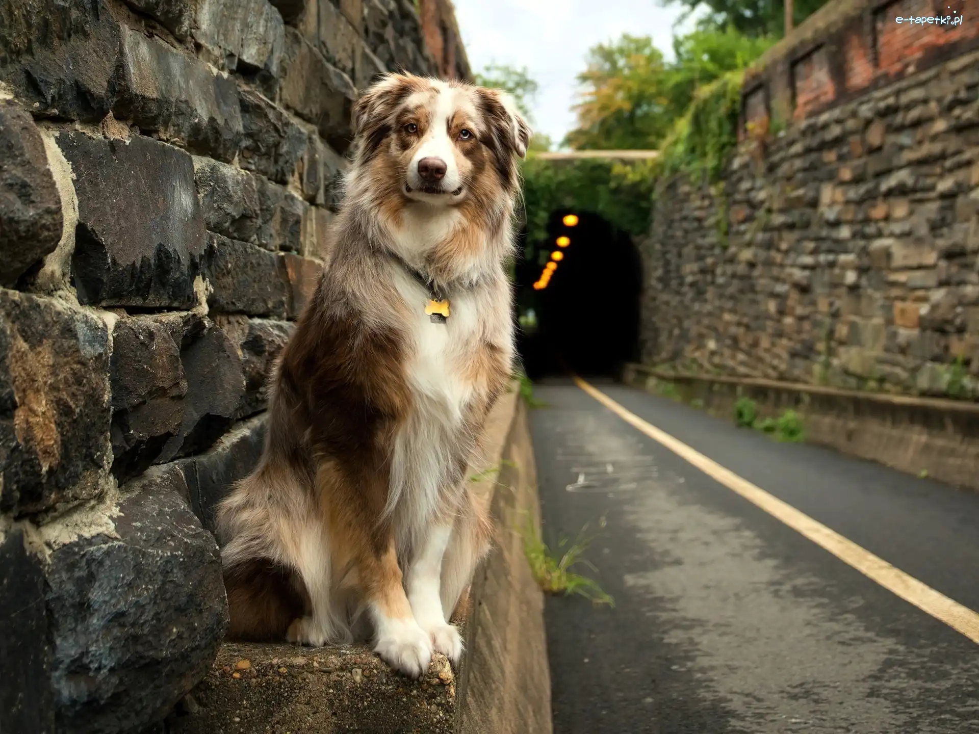 Australian shepherd, Tunel, Droga, Owczarek australijski