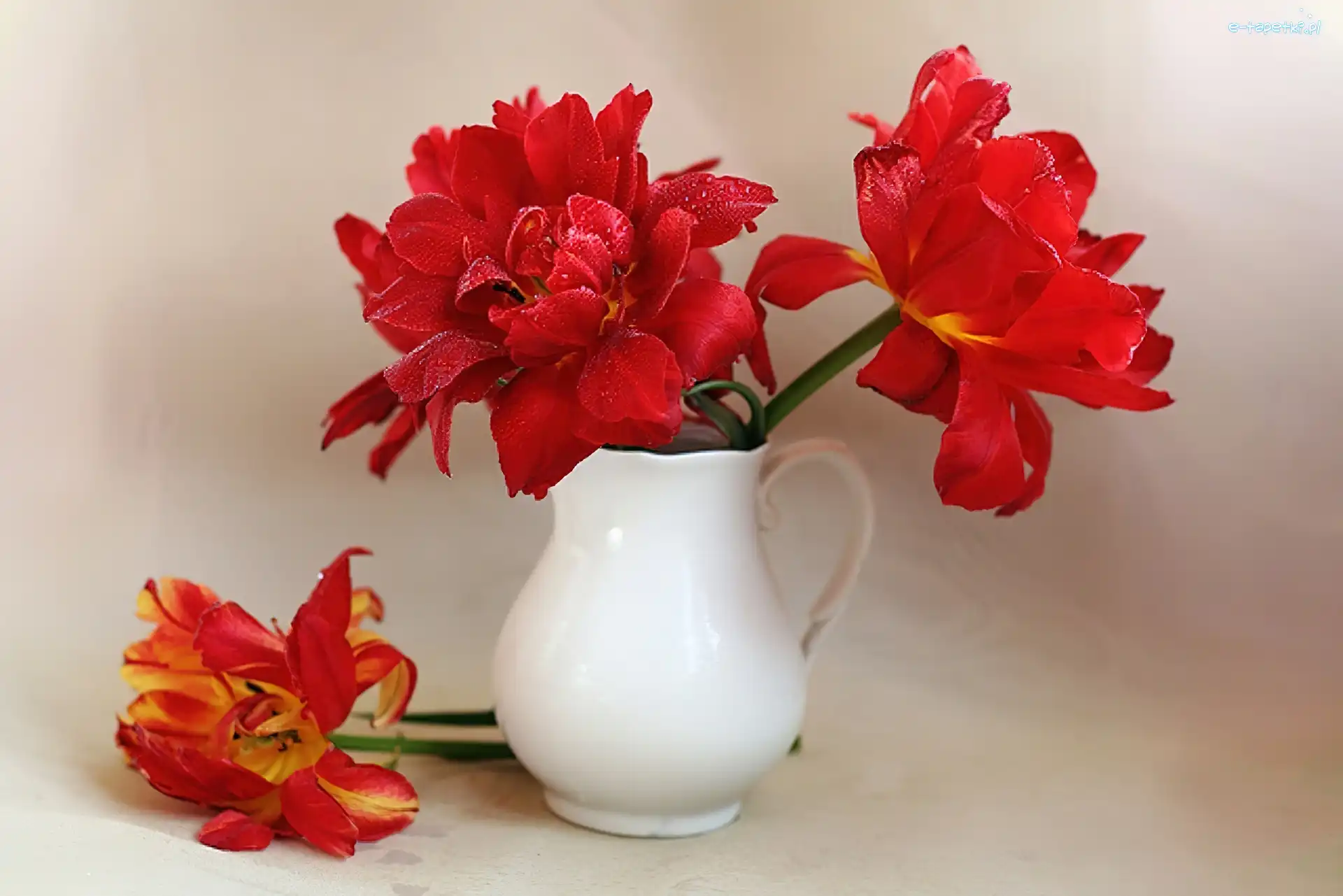 Tulipany, Wazon, Wielopłatkowe, Czerwone