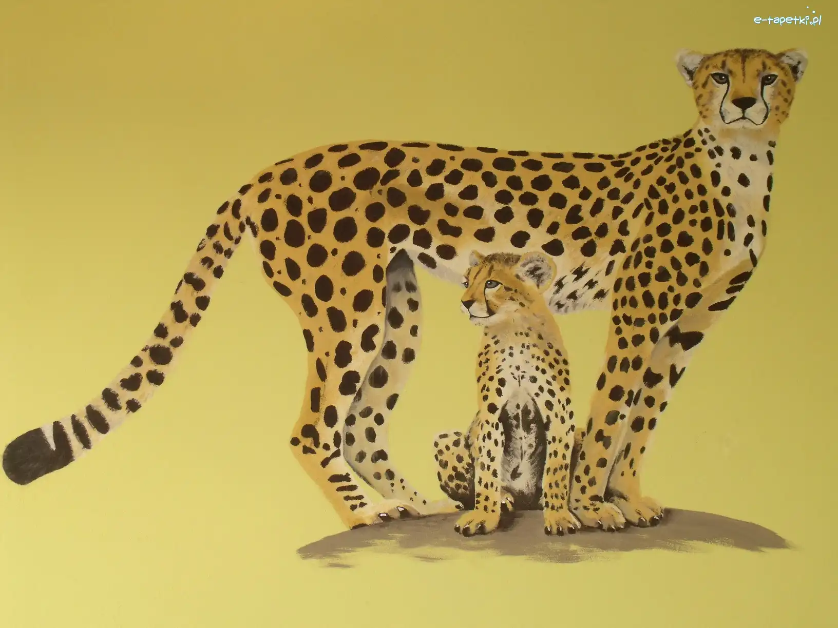 Rysunek, Cętki, Gepard
