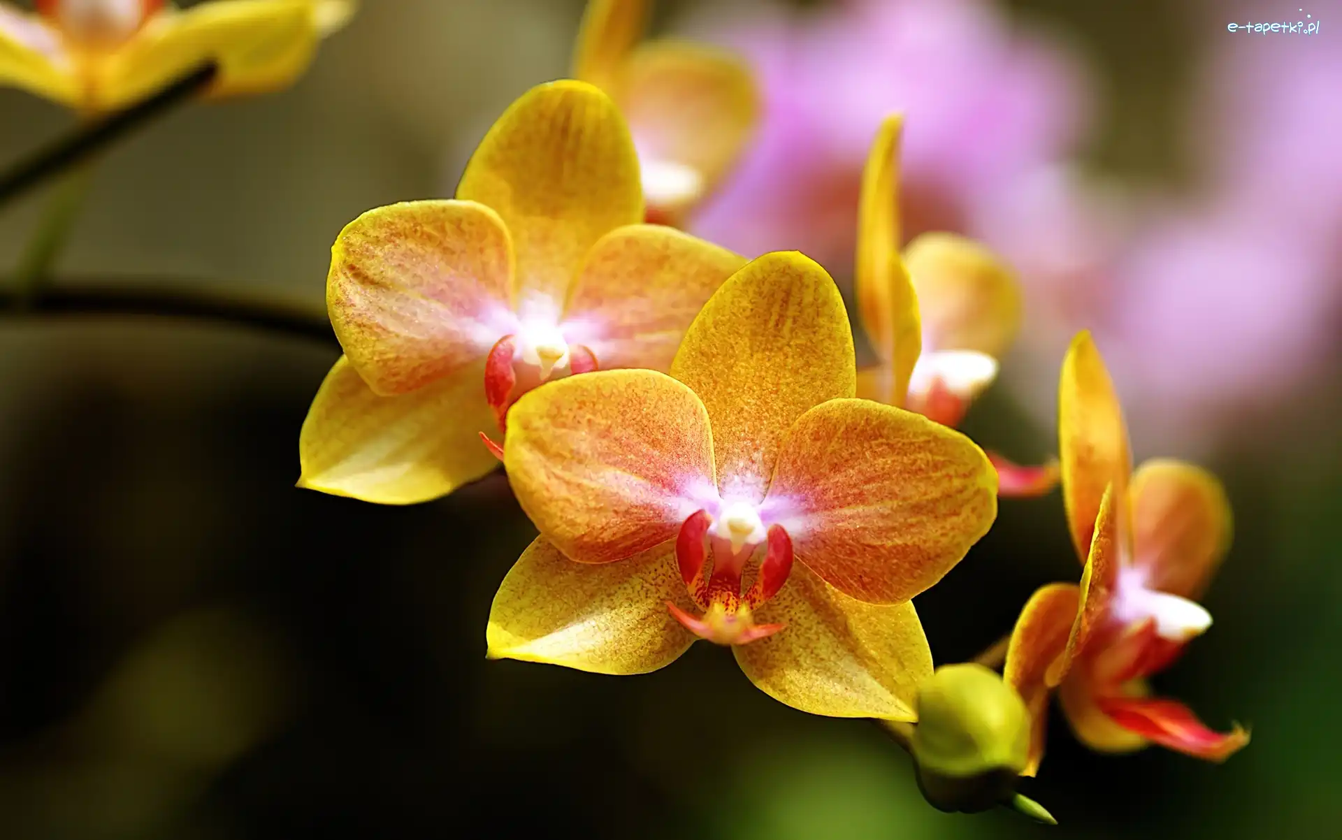 Kwiaty, Żółte, Orchidea