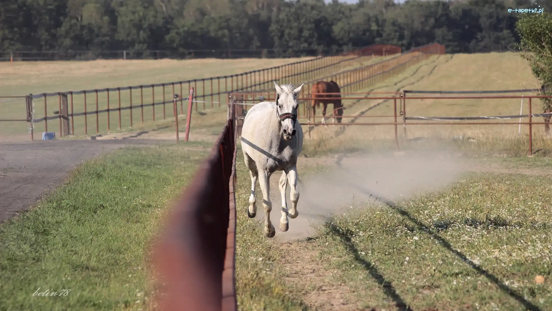 Padok, Galop, Koń