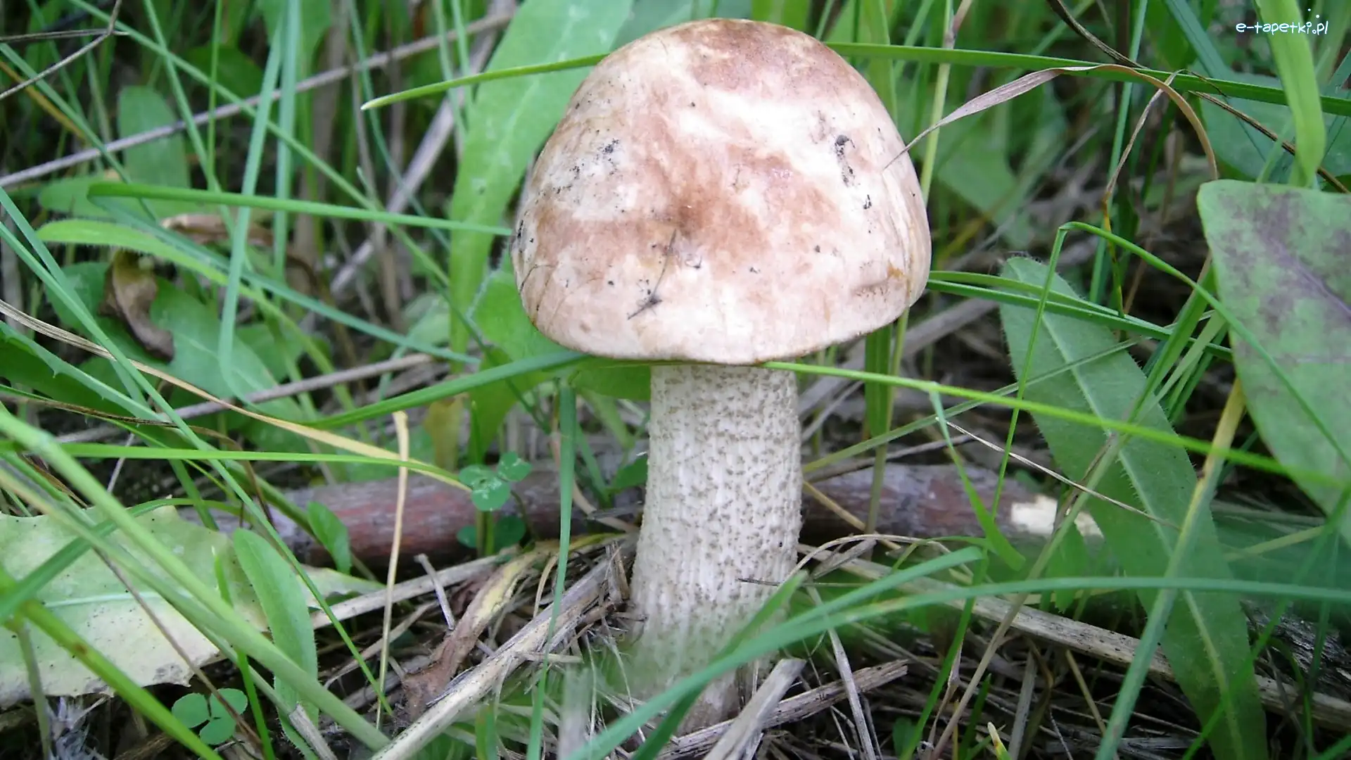 Zarośla, Grzyb