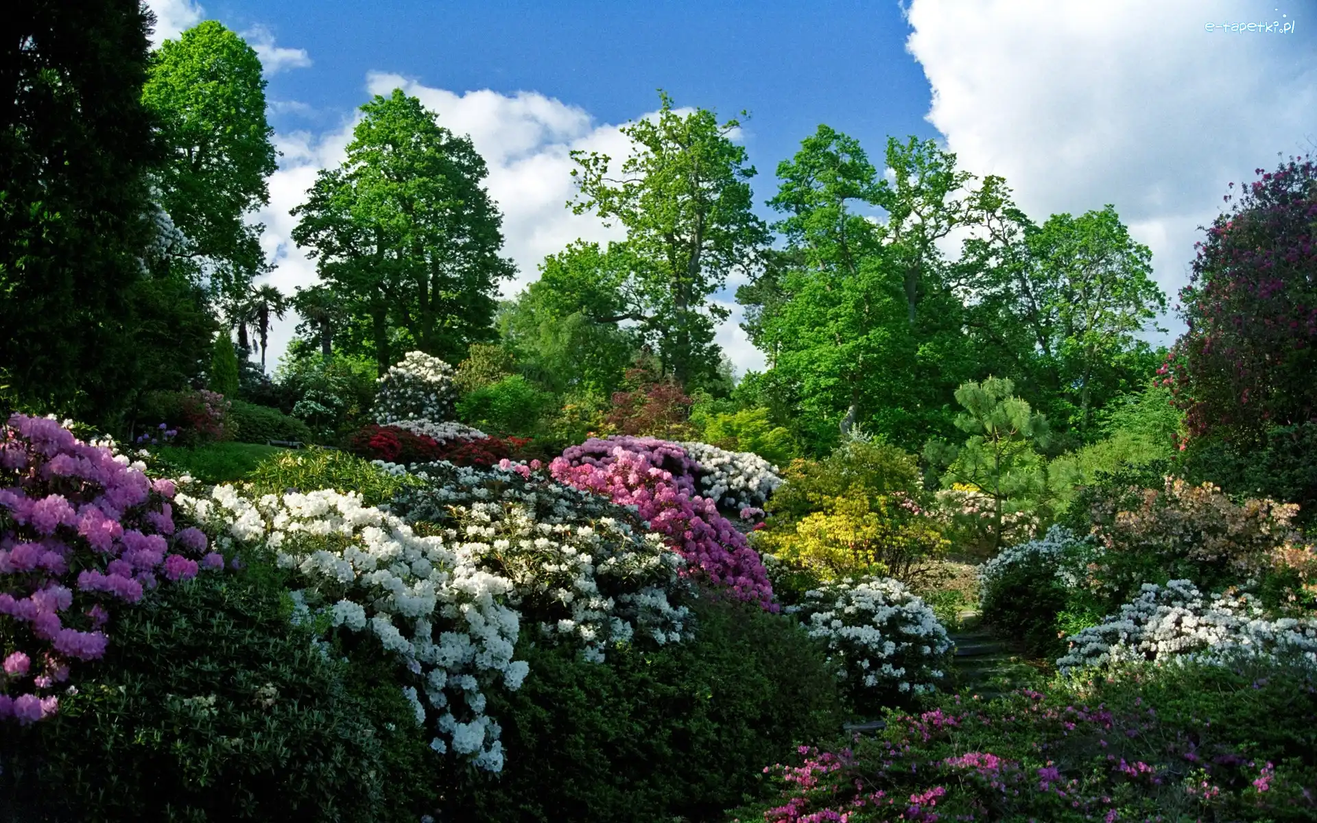 Rododendron, Kwiaty, Park