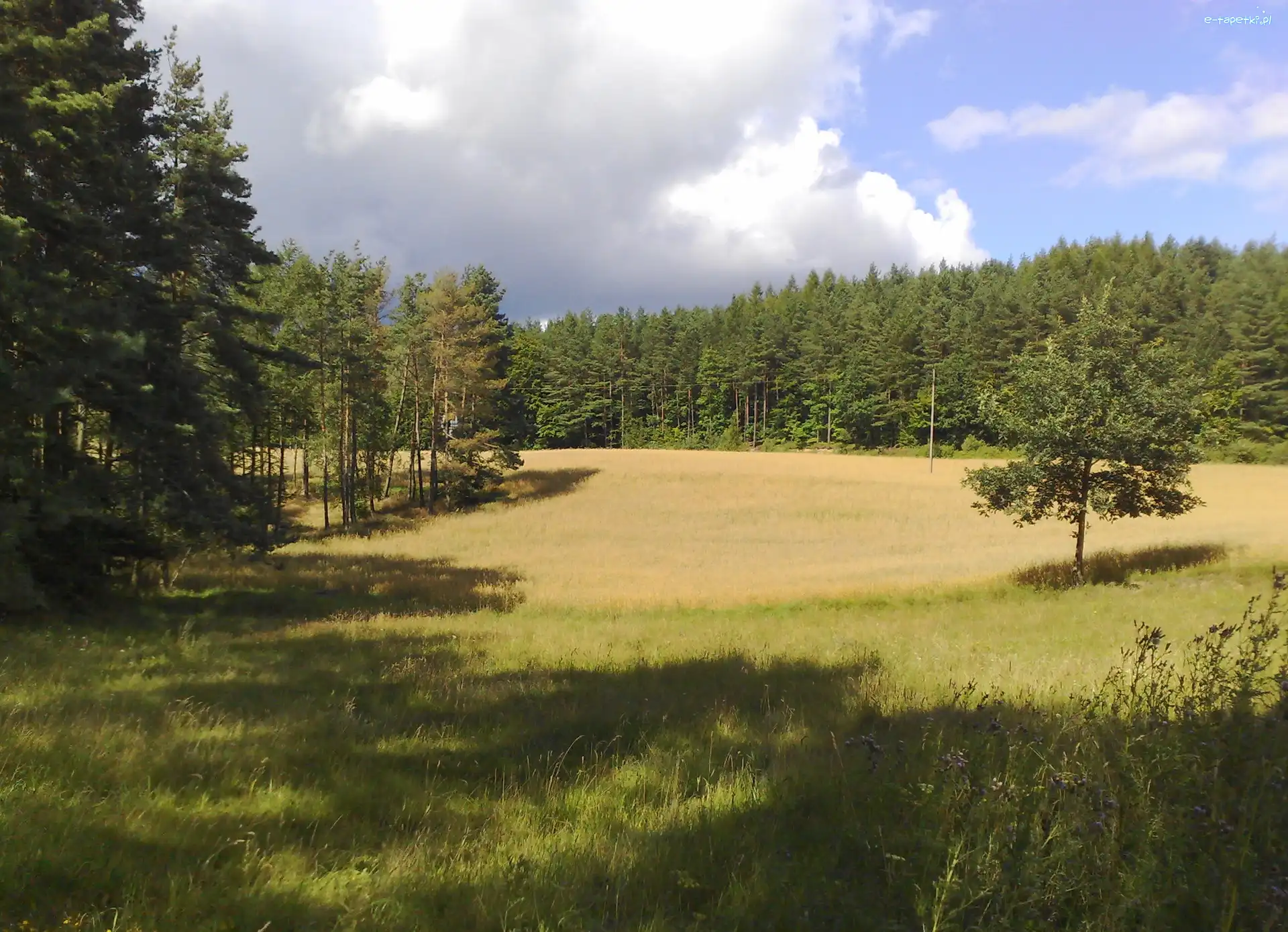 Niebo, Las, Łąka