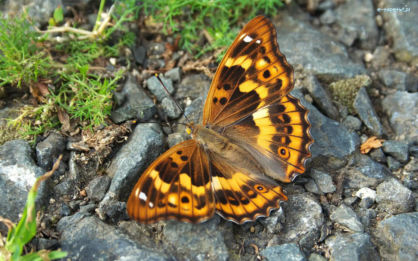 Motyl, Roślinność, Kamienie, Piękny