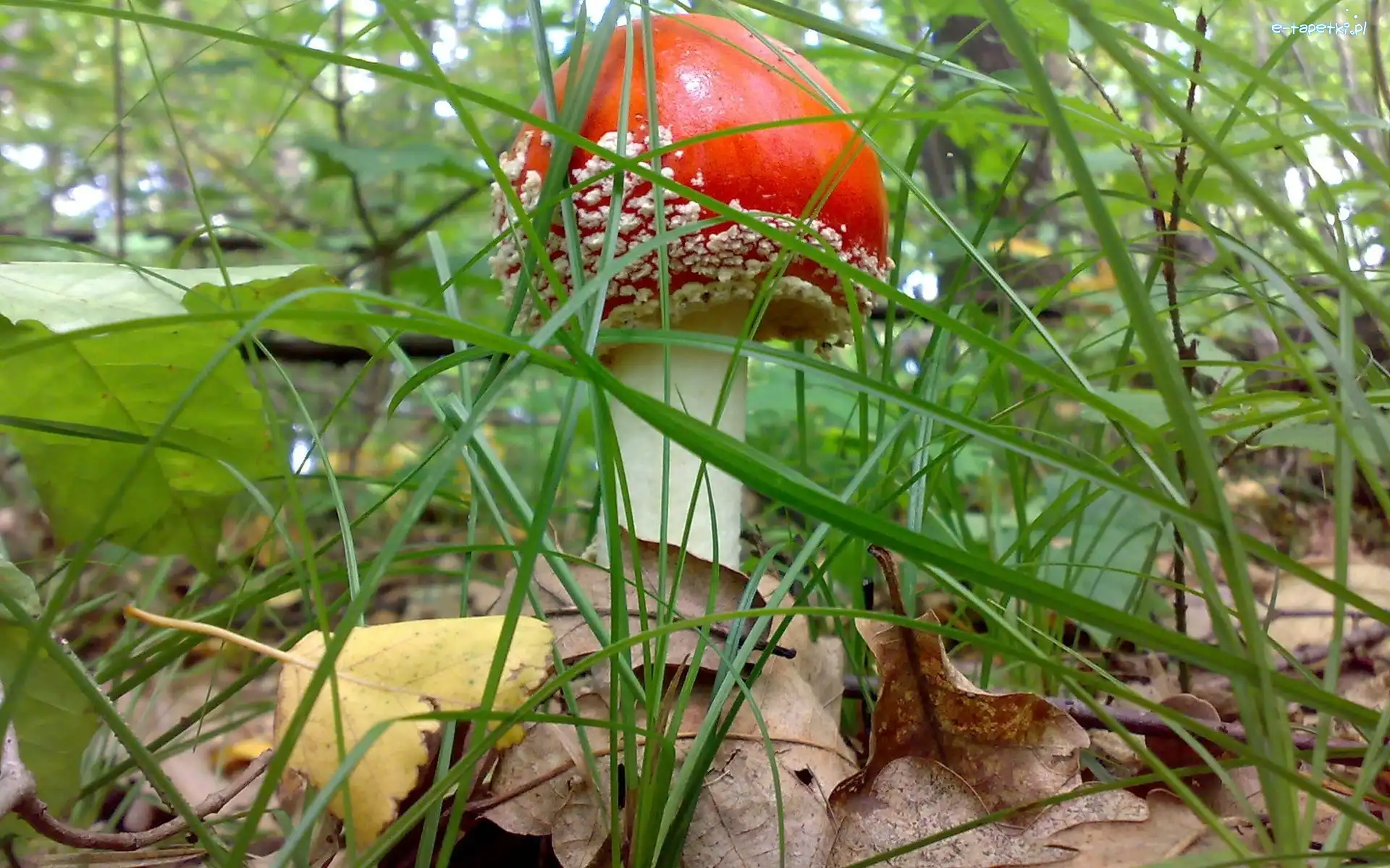 Muchomor, Liście, Trawa, Grzyb