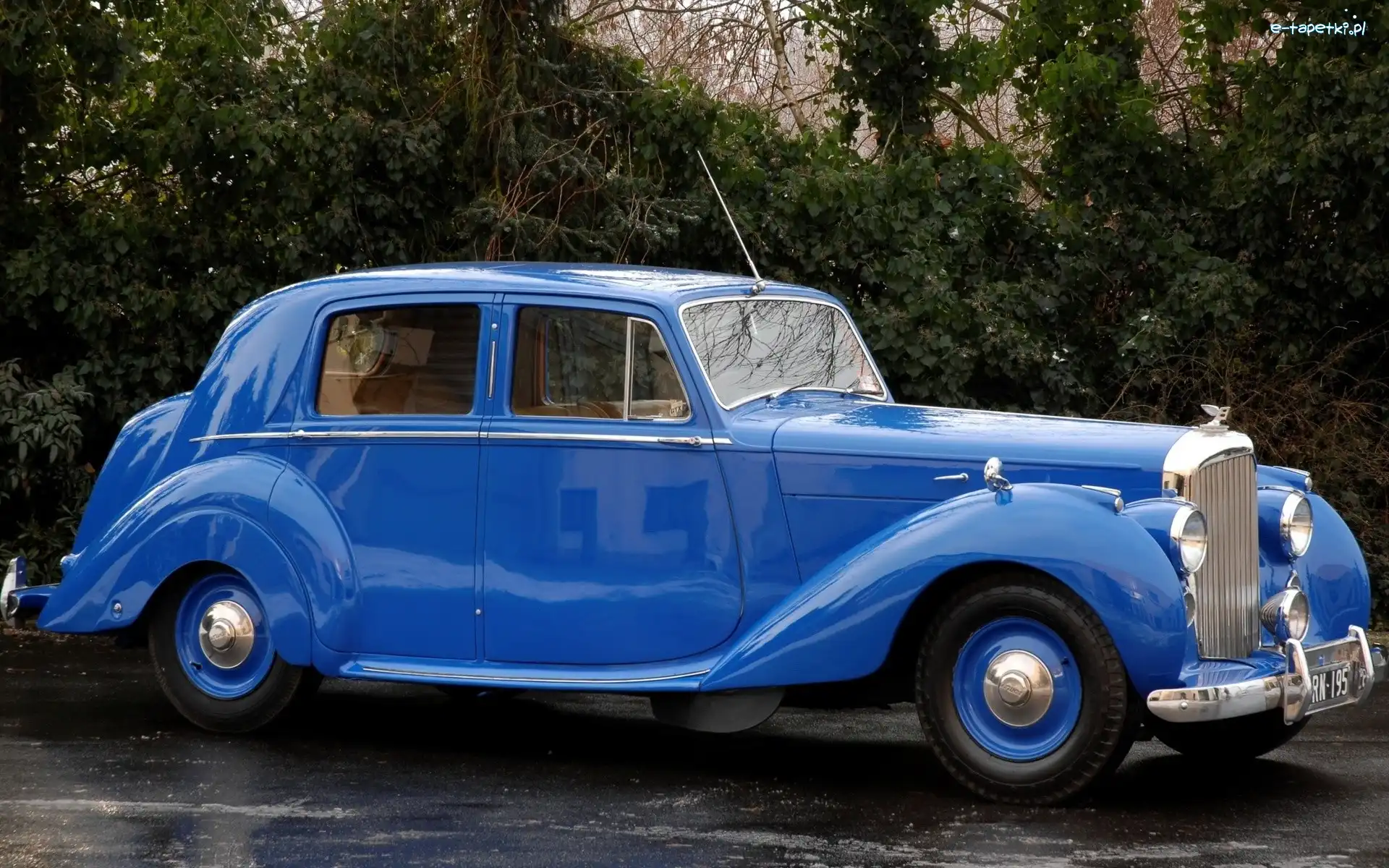 Niebieski Rolls Royce, Drzewa, Ulica, Zabytkowy