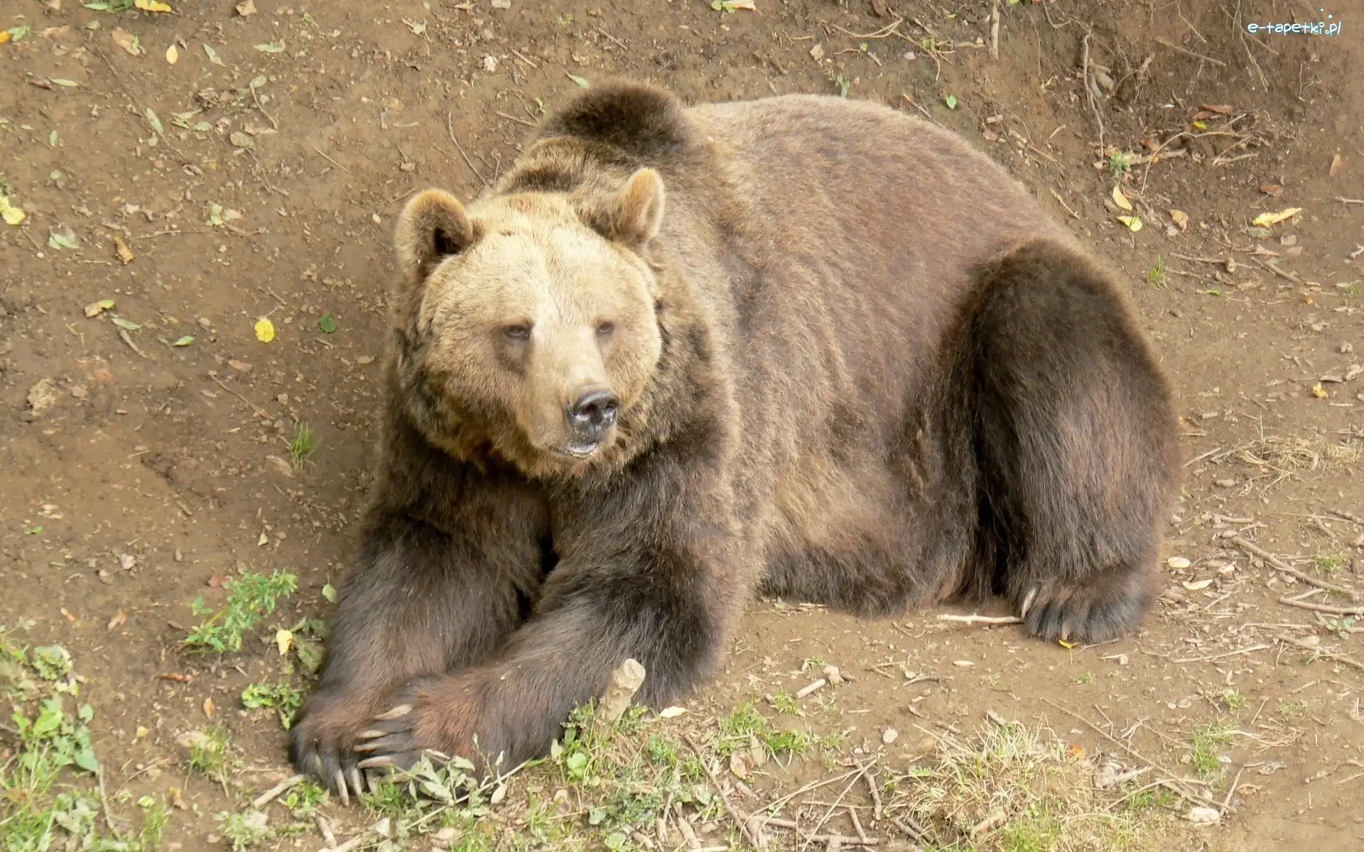 Niedźwiedź, Leżący