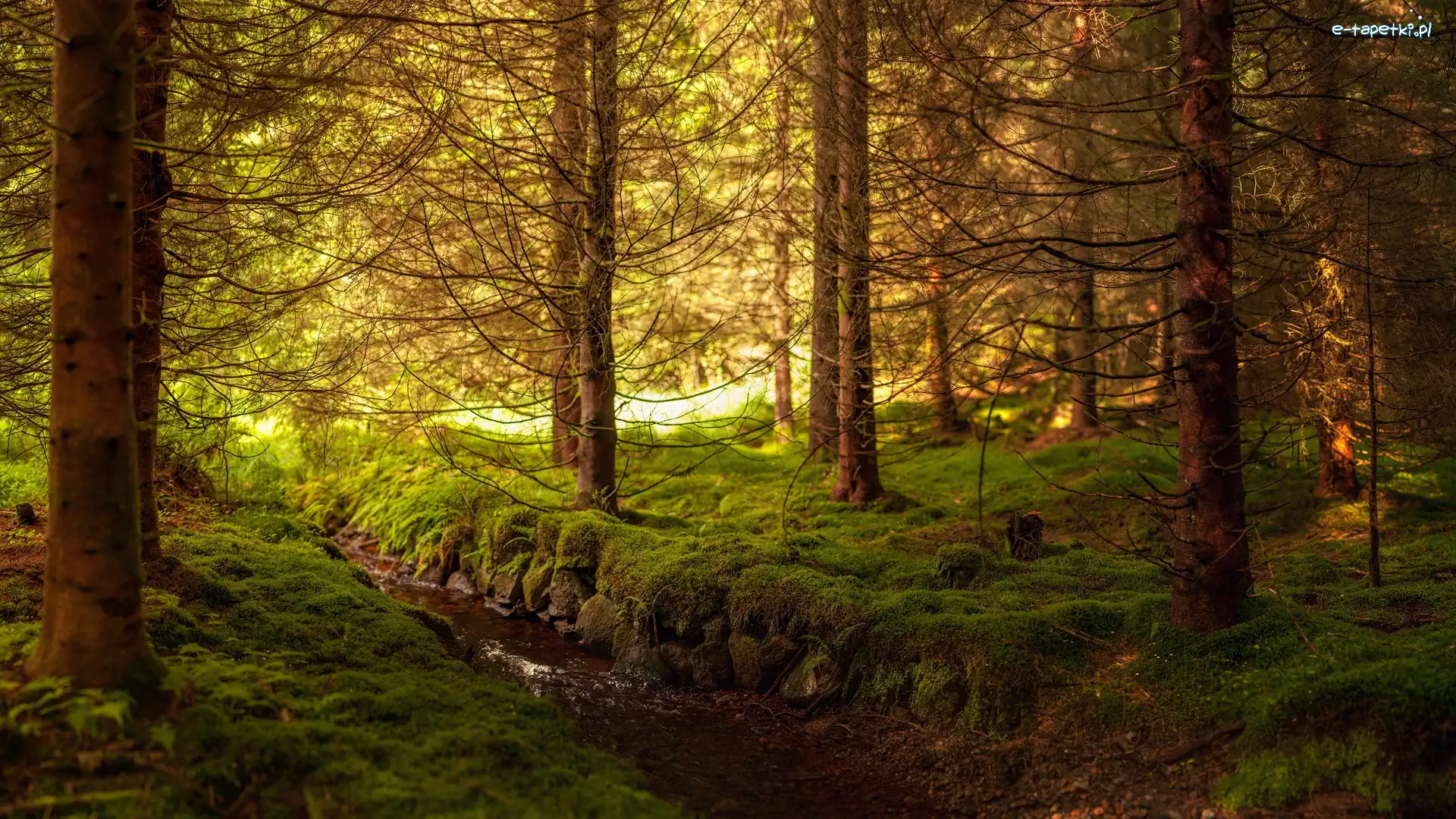 Rzeczka, Las
