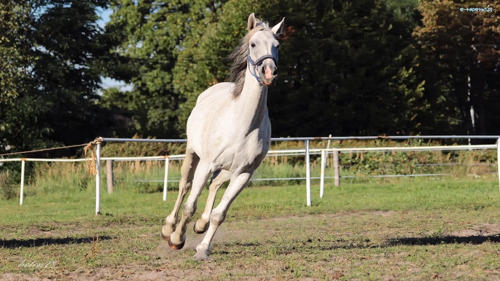 Koń, Siwa, Klacz, Galop, Padok